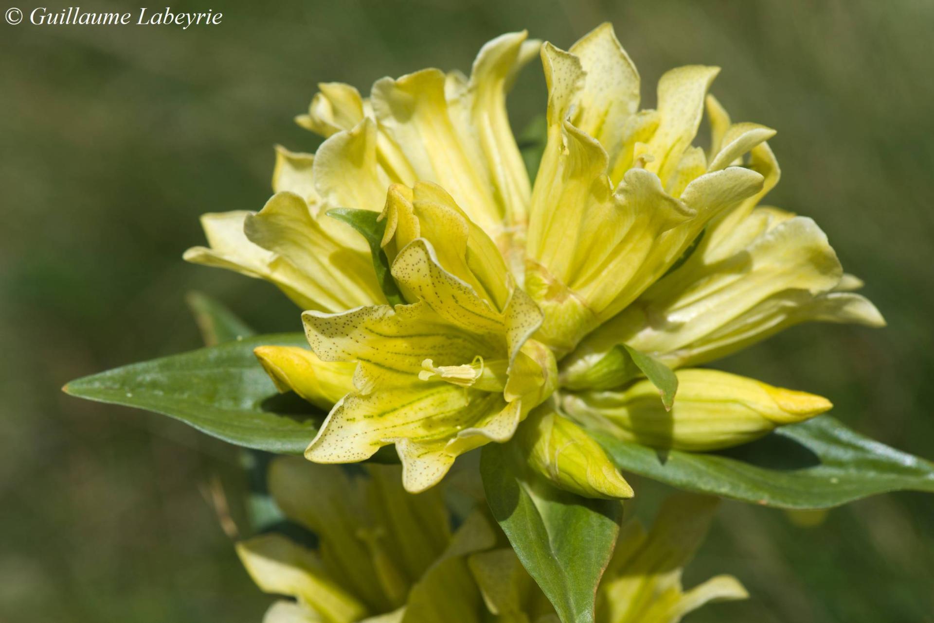 Gentiana burseri burseri