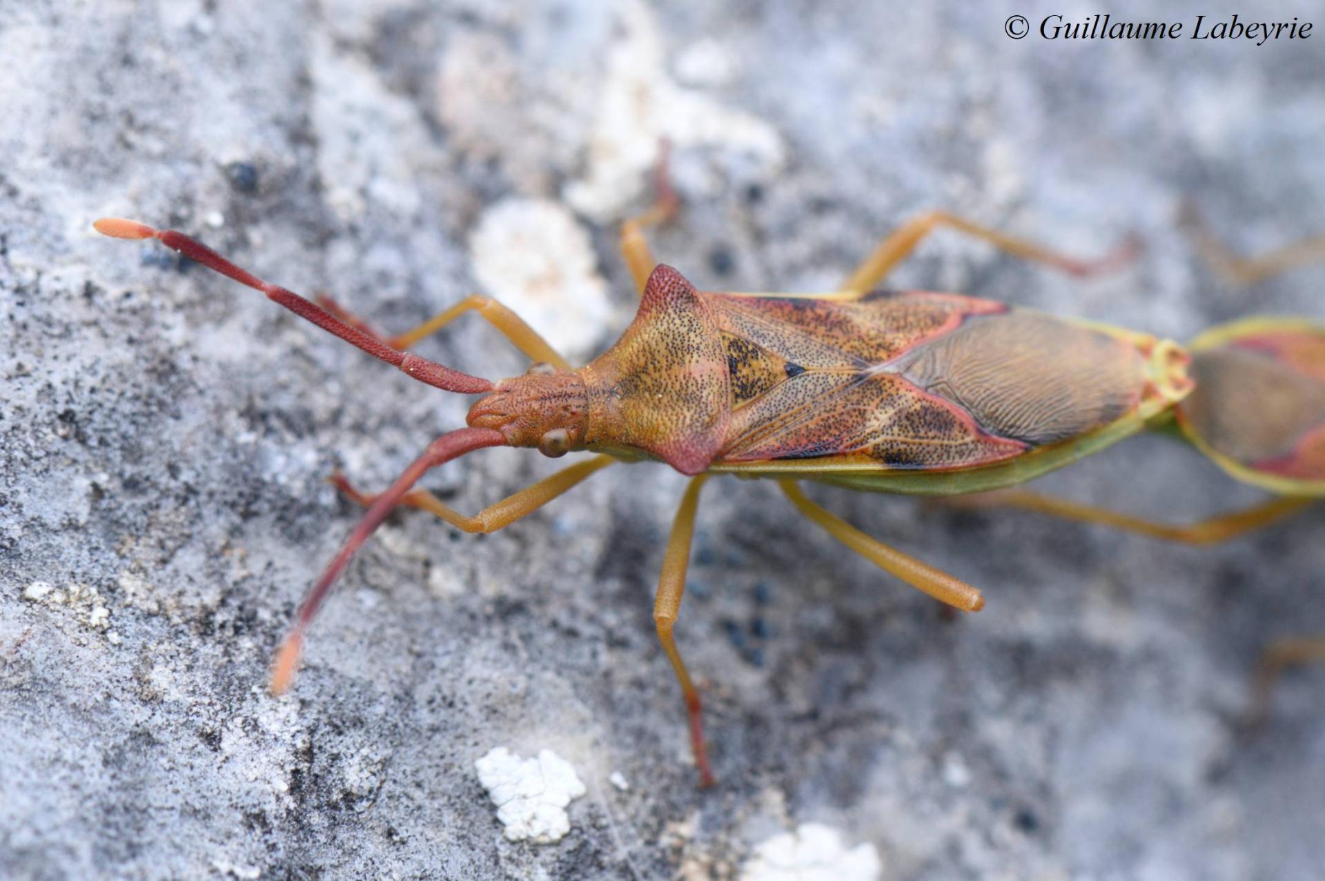 Gonocerus juniperi