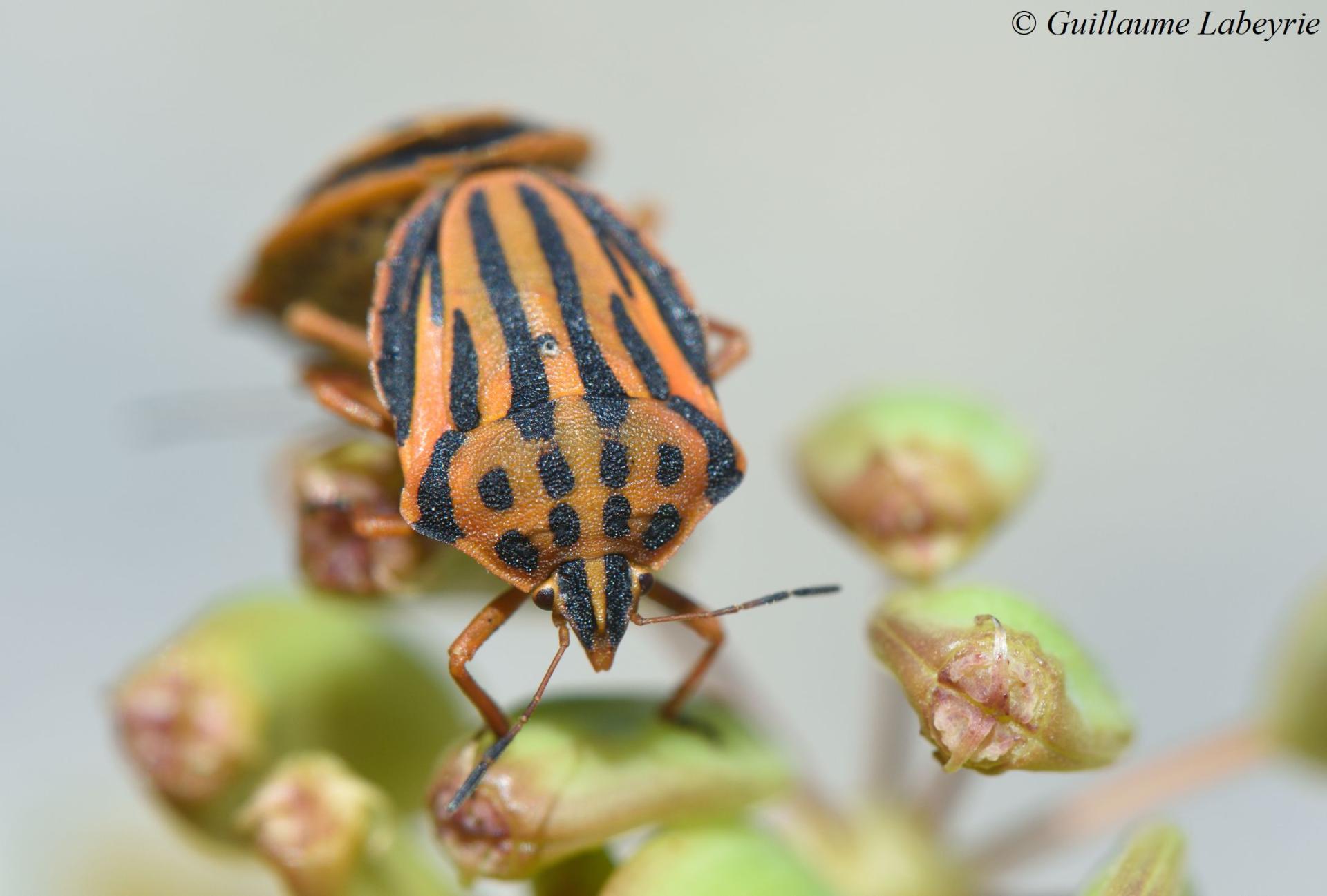 Graphosoma semipunctatum