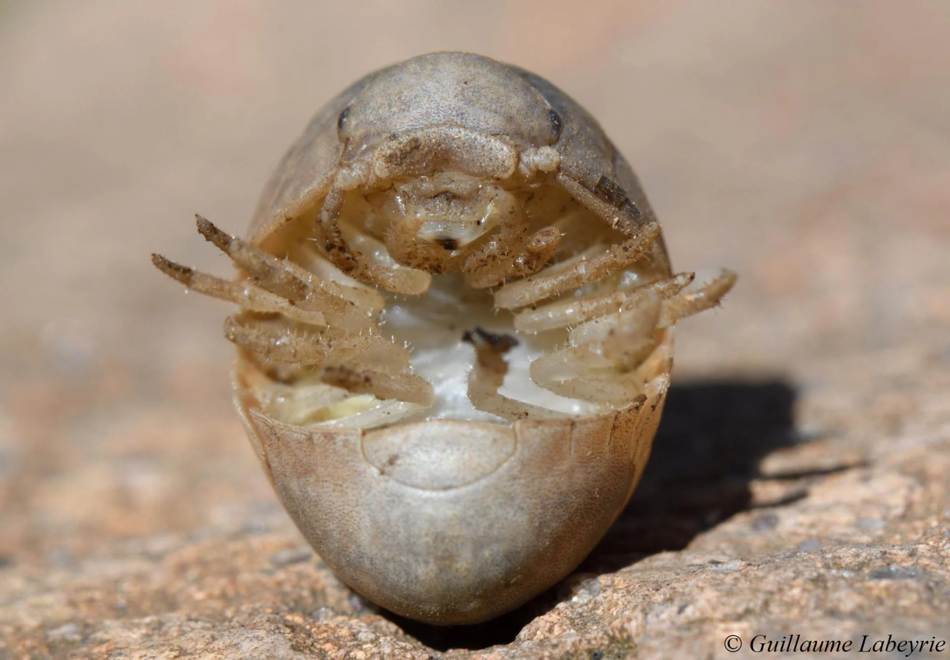 Helleria brevicornis