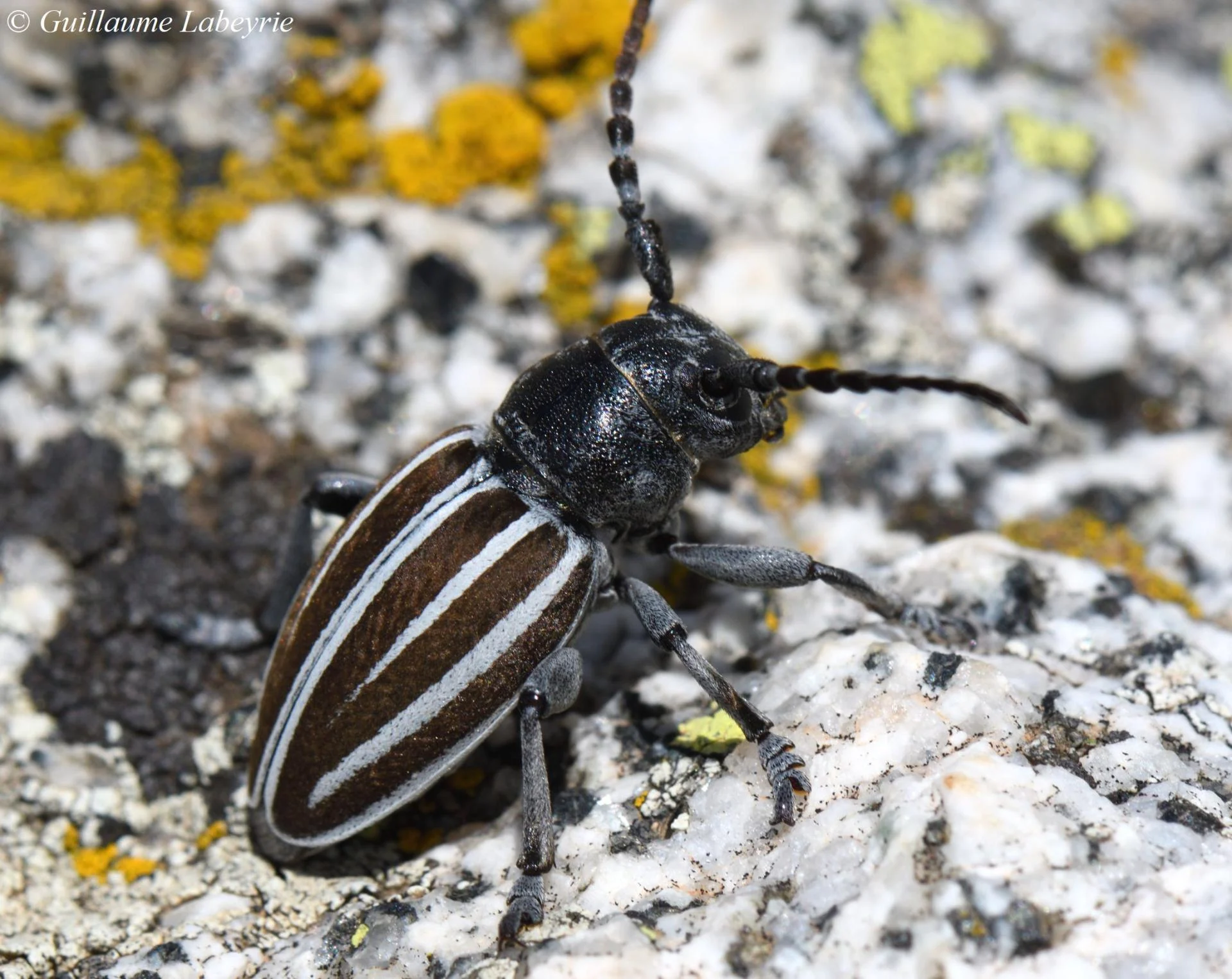 Iberodorcadion fuliginator