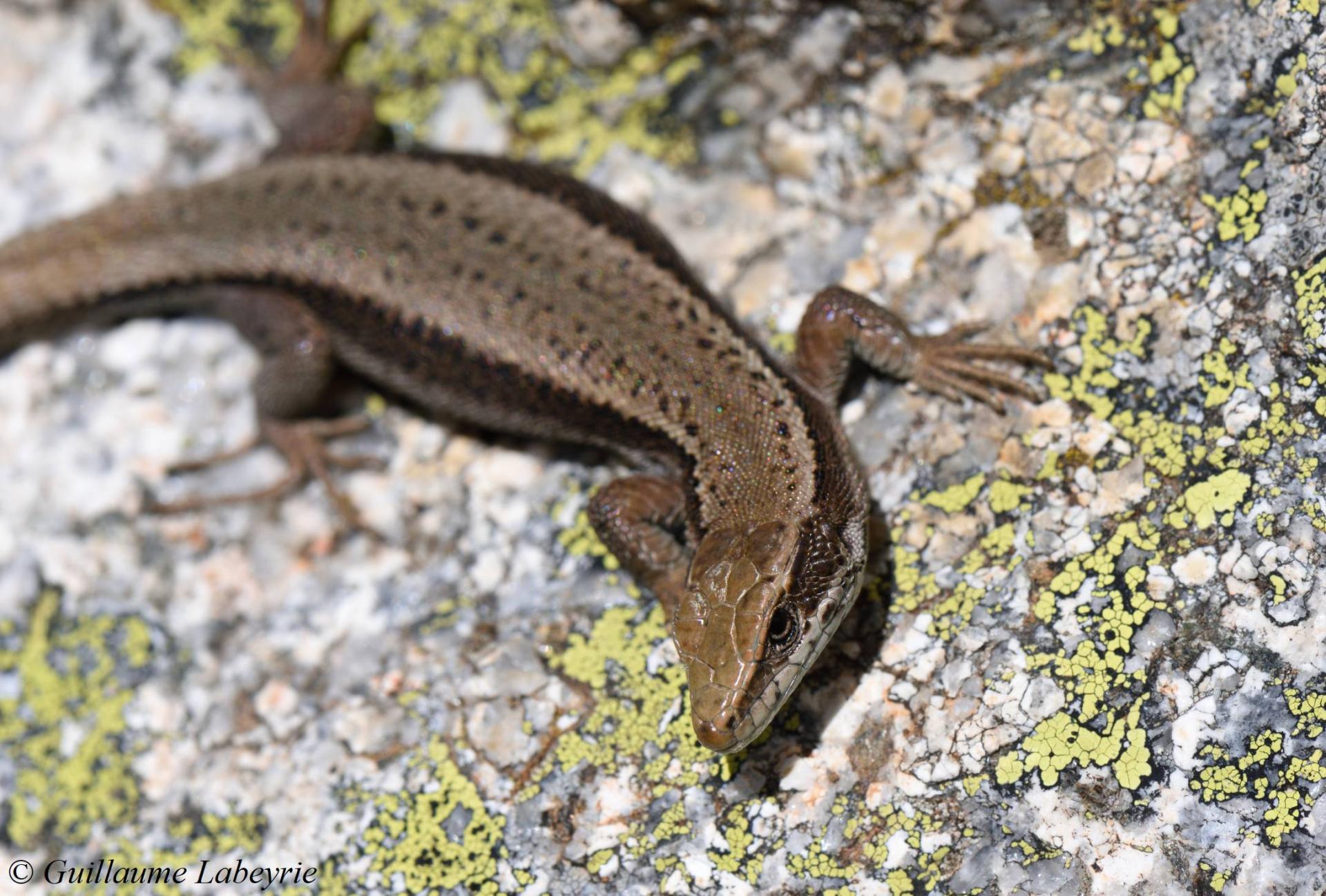 Iberolacerta bonnali