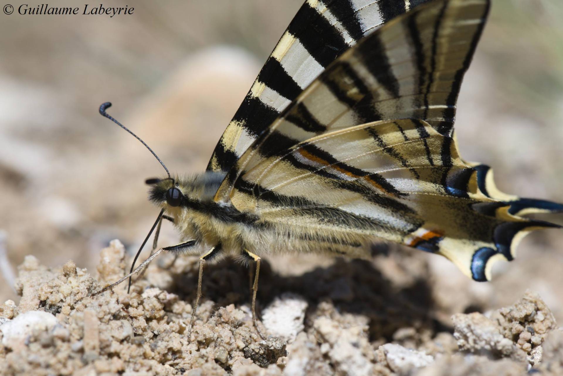 Iphiclides feisthamelii