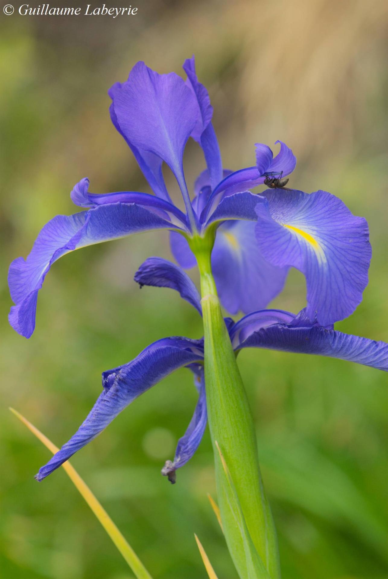 Iris latifolia