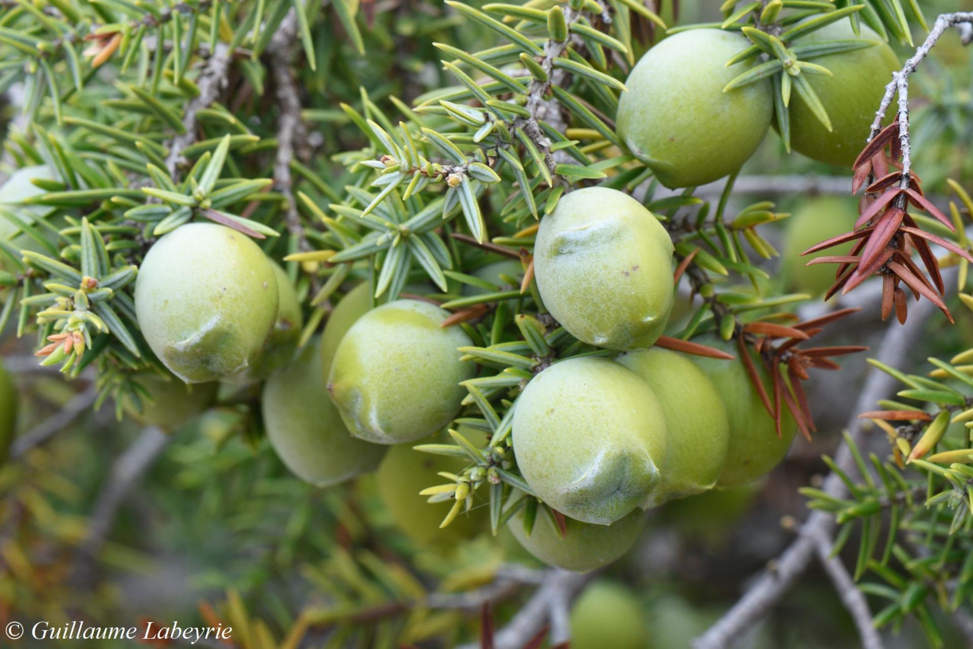 Juniperus macrocarpa