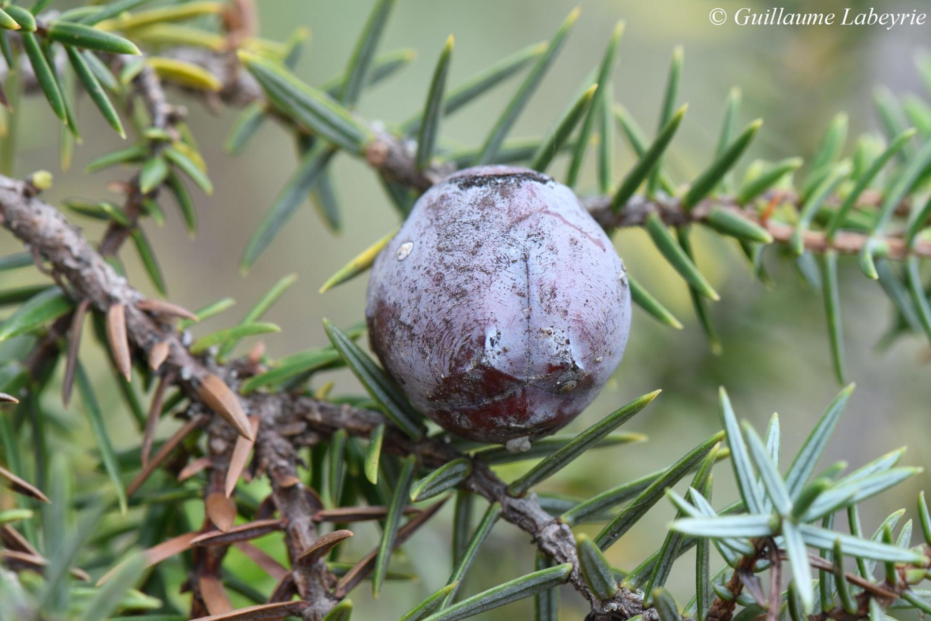 Juniperus macrocarpa