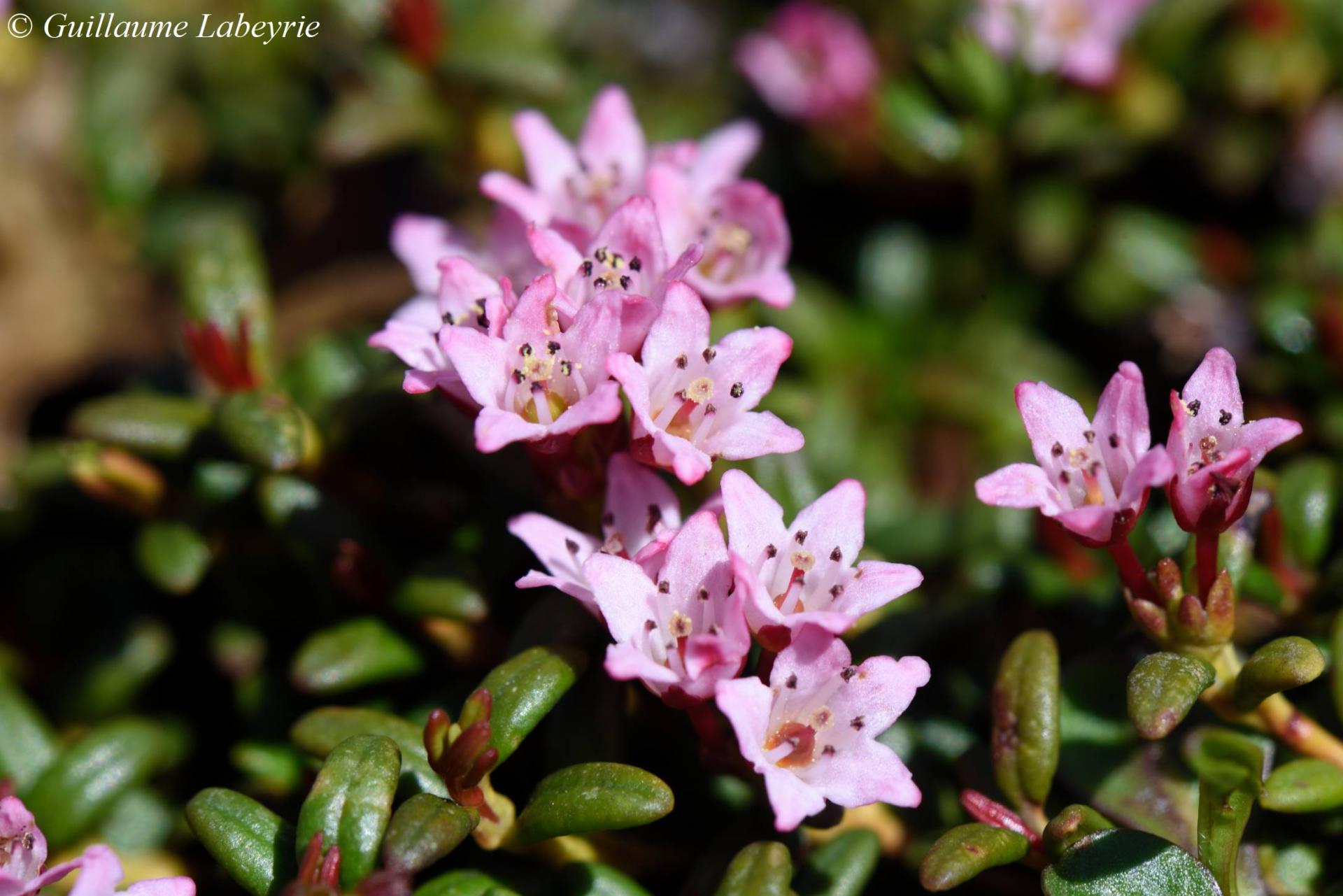 Kalmia procumbens