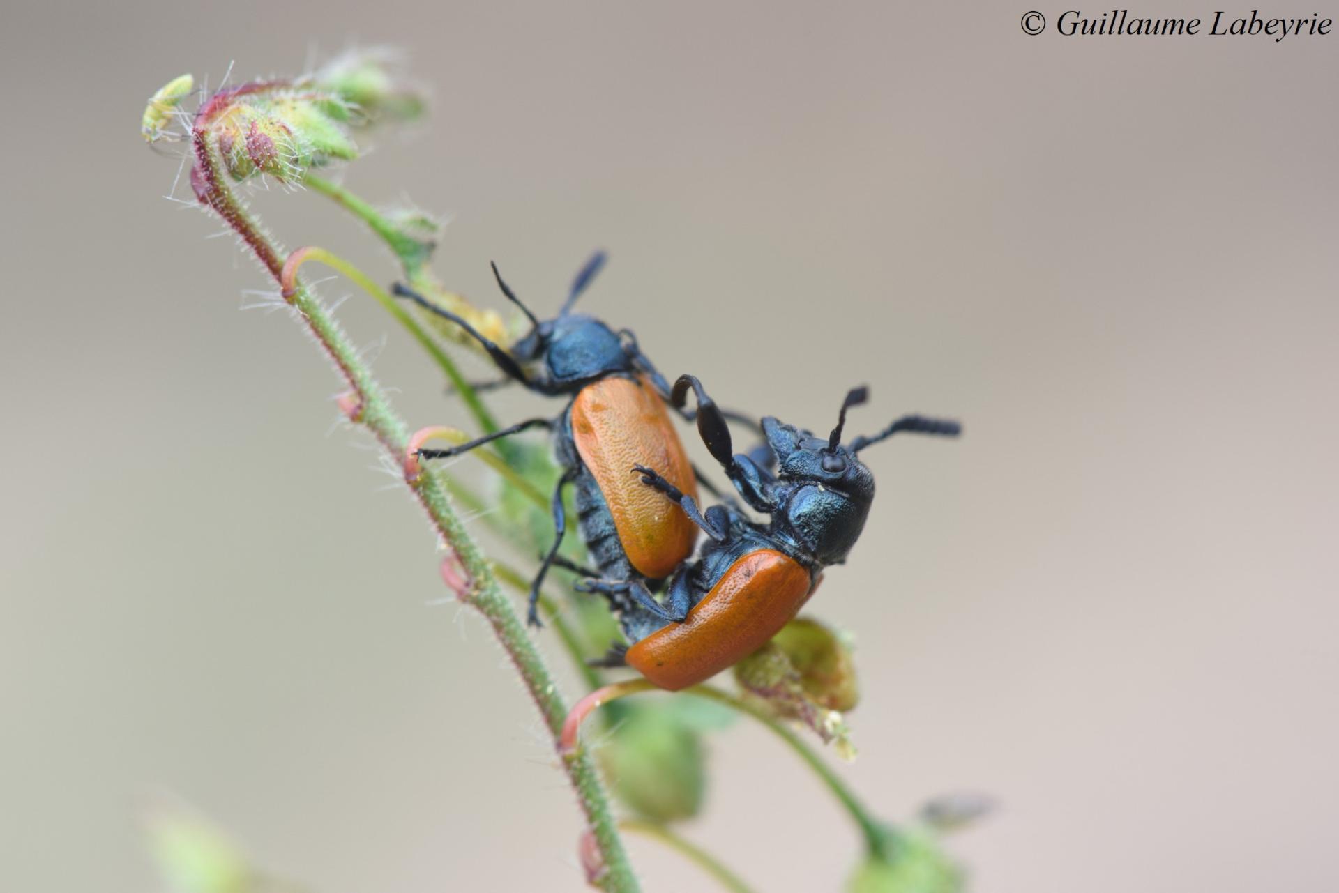 Labidostomis taxicornis