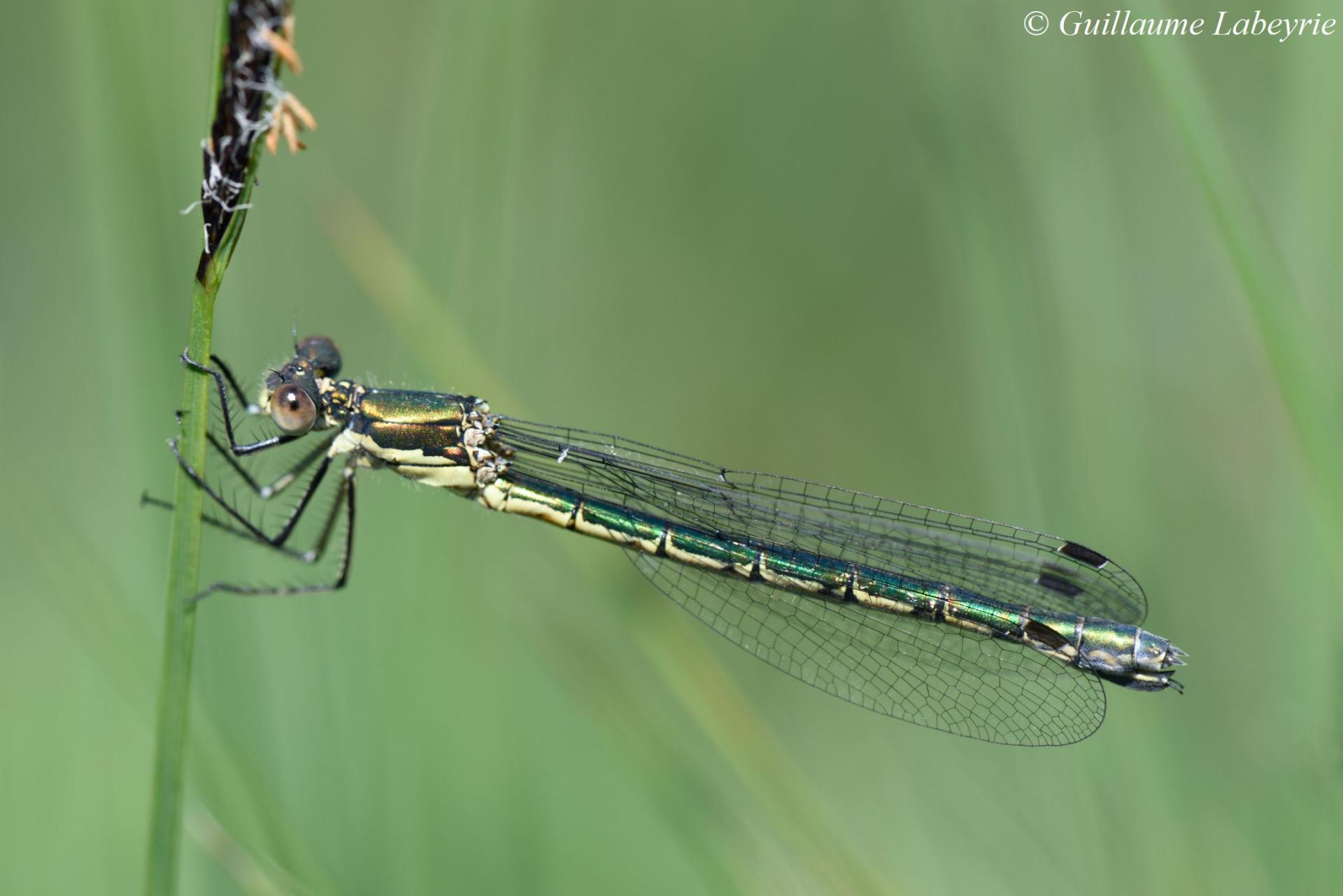 Lestes dryas