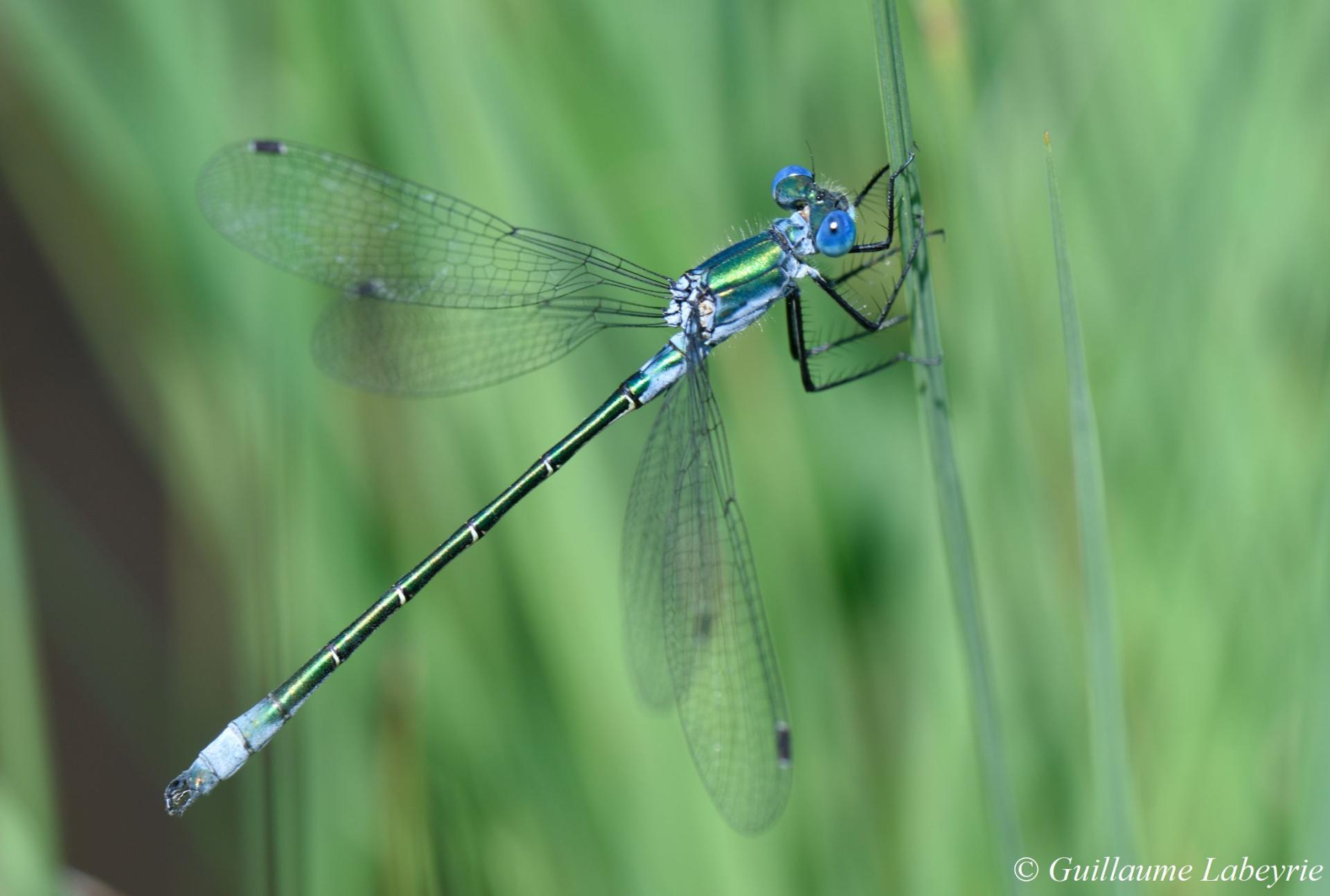 Lestes dryas