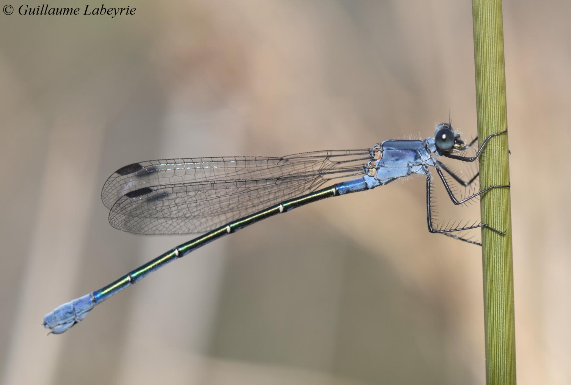 Lestes macrostigma