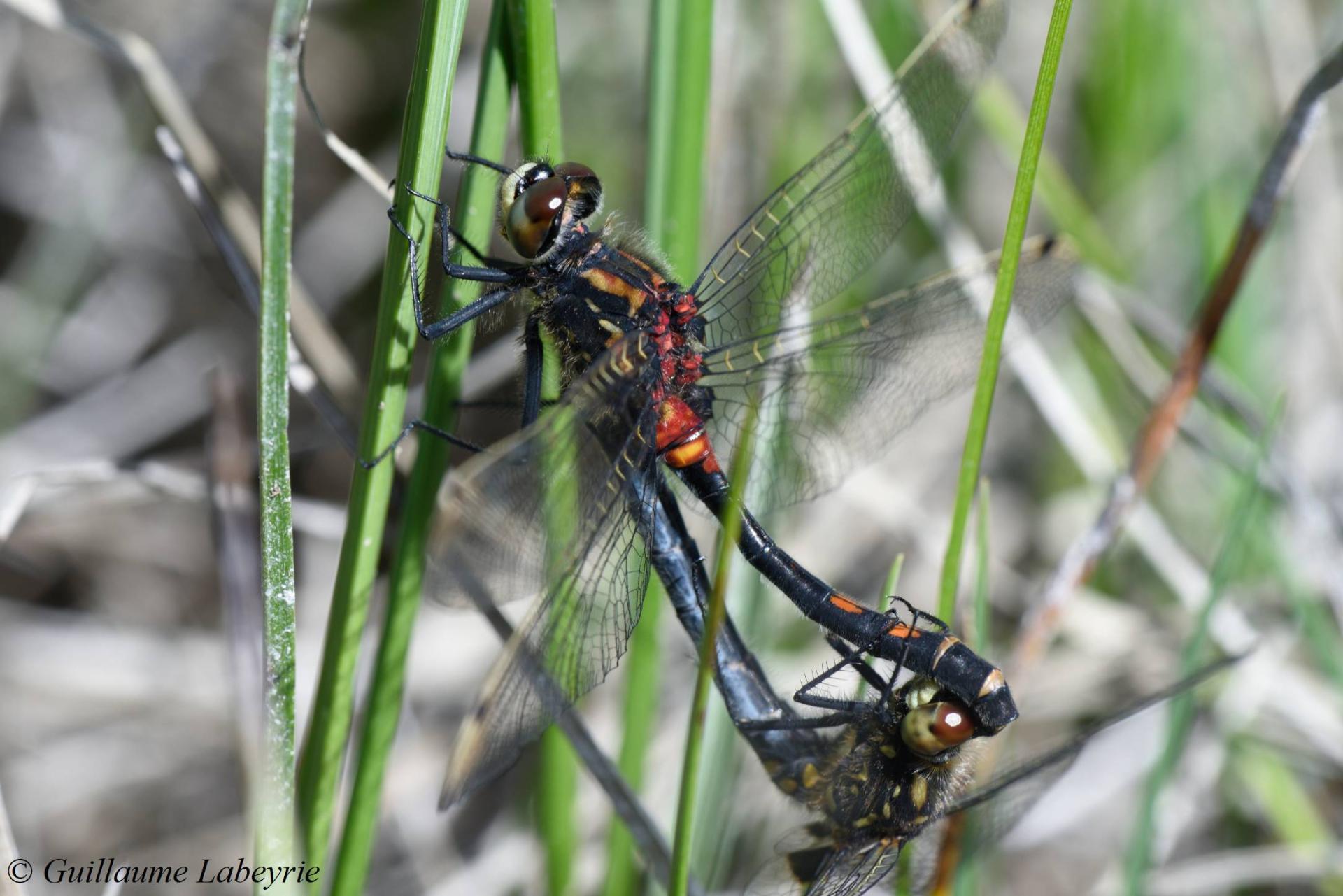 Leucorrhinia dubia