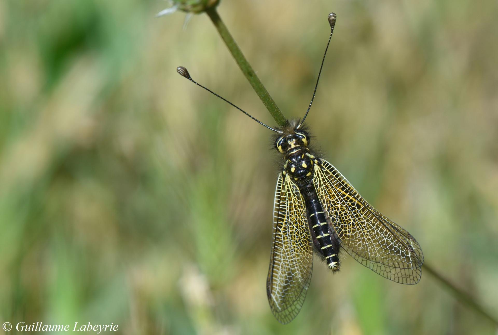 Libelloides ictericus corsicus