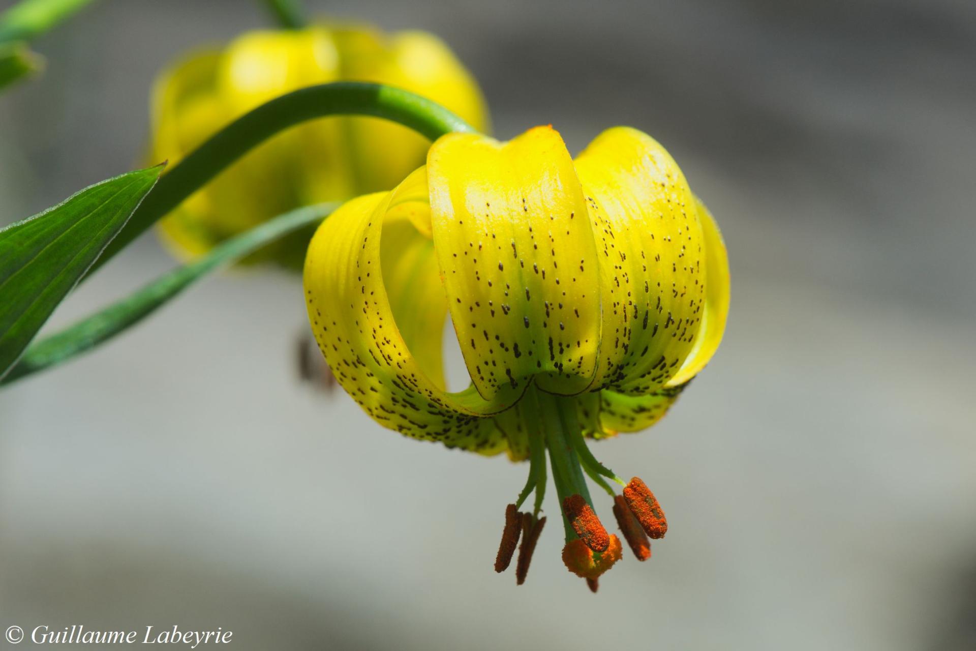 Lilium pyrenaicum