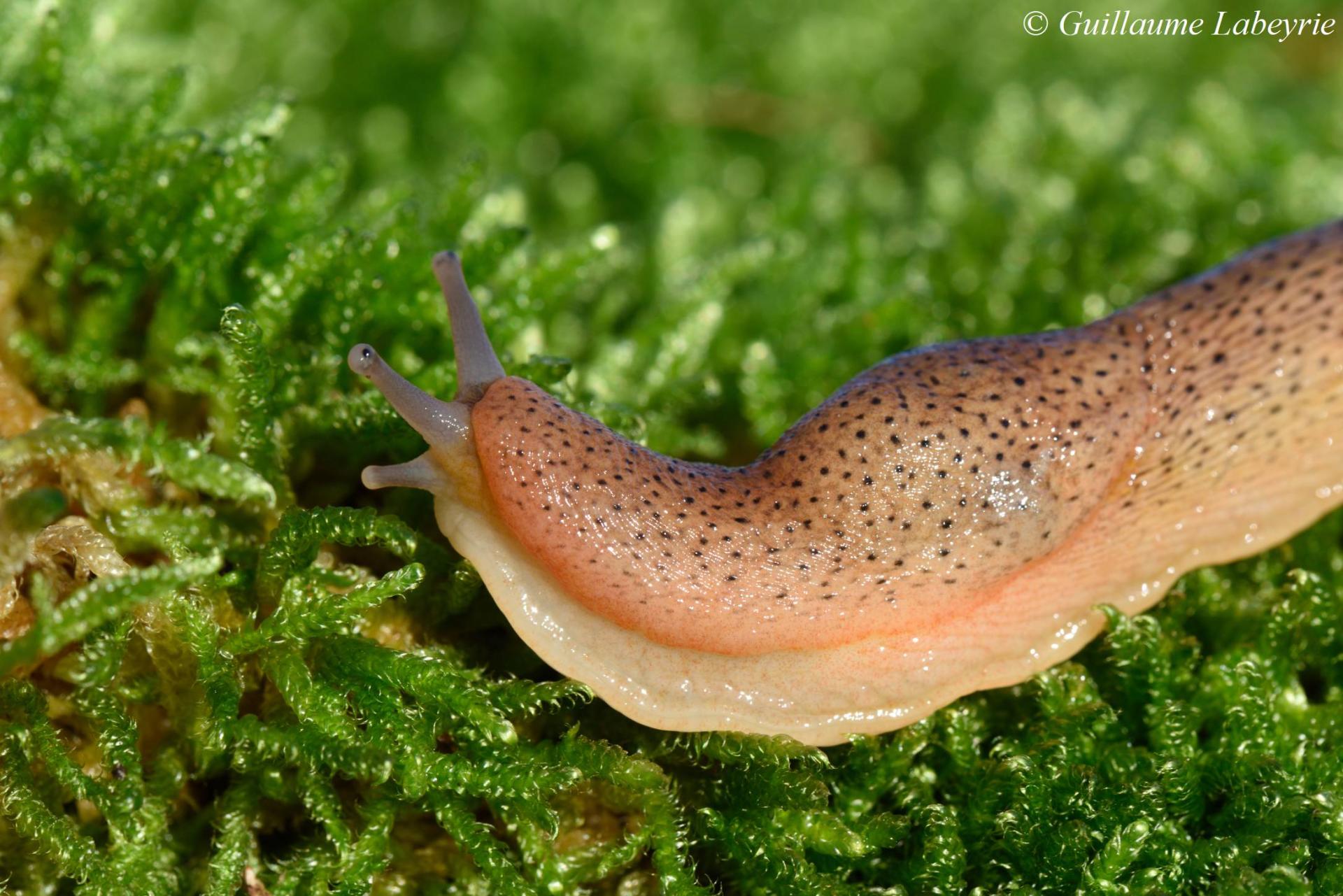 Limax millipunctatus