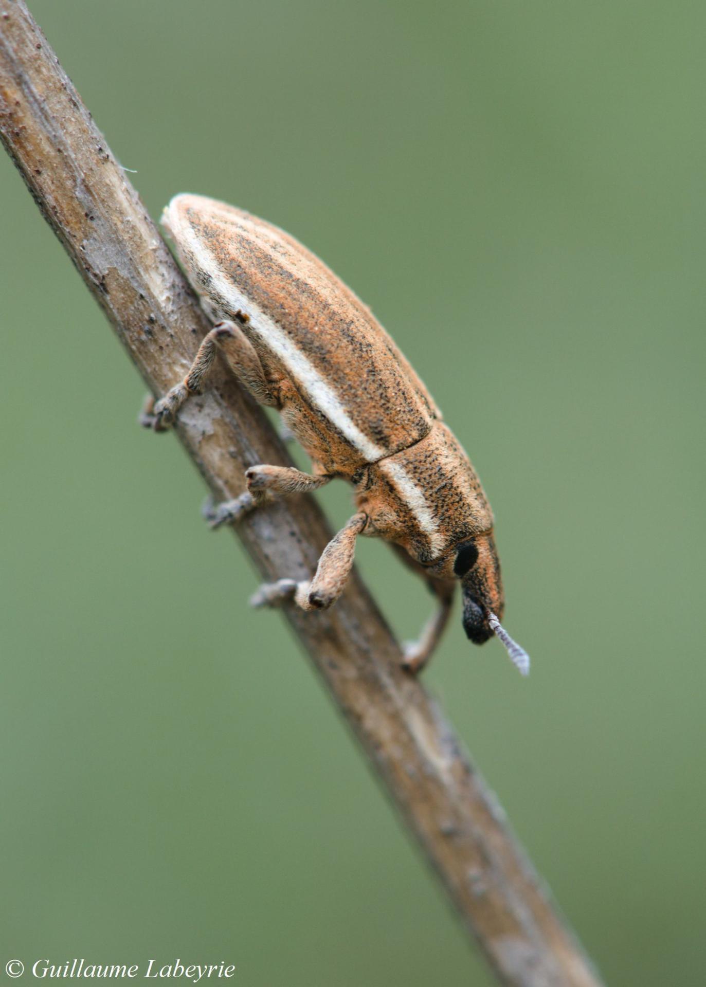 Lixoglyptus spartii