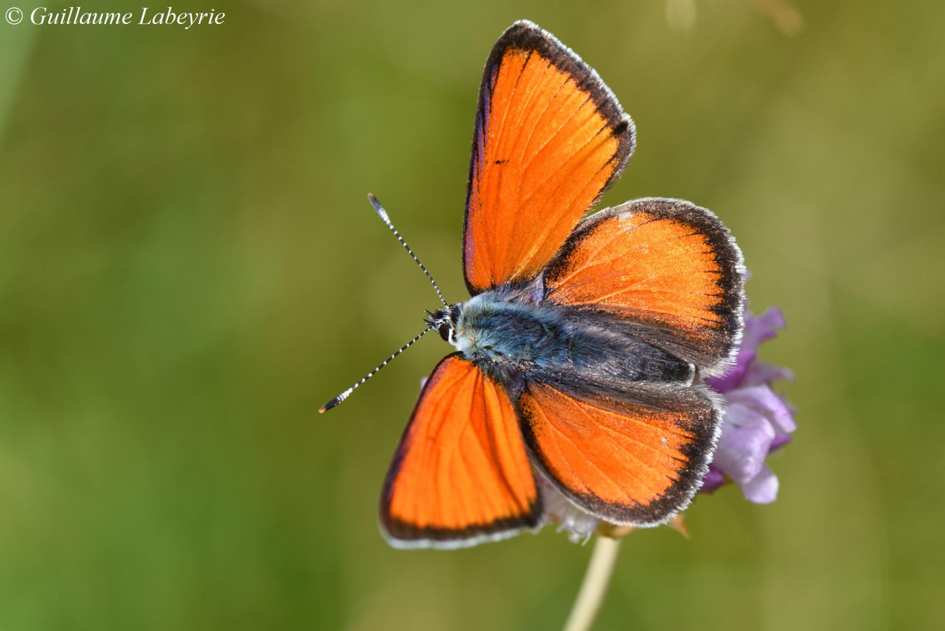 Lycaena hippothoe