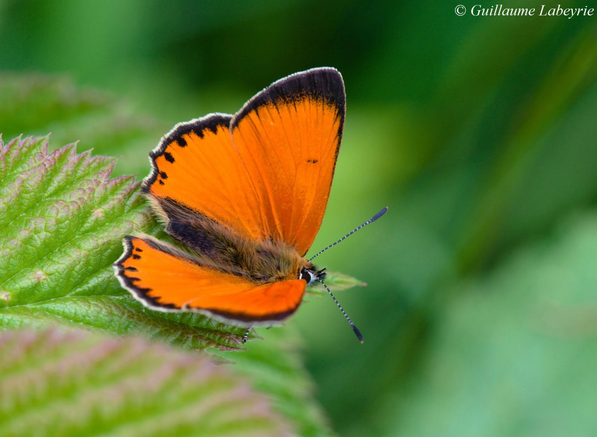 Lycaena virgaureae