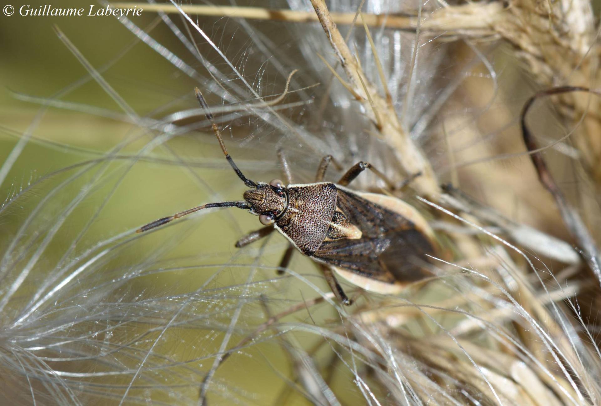 Maccevethus sp.