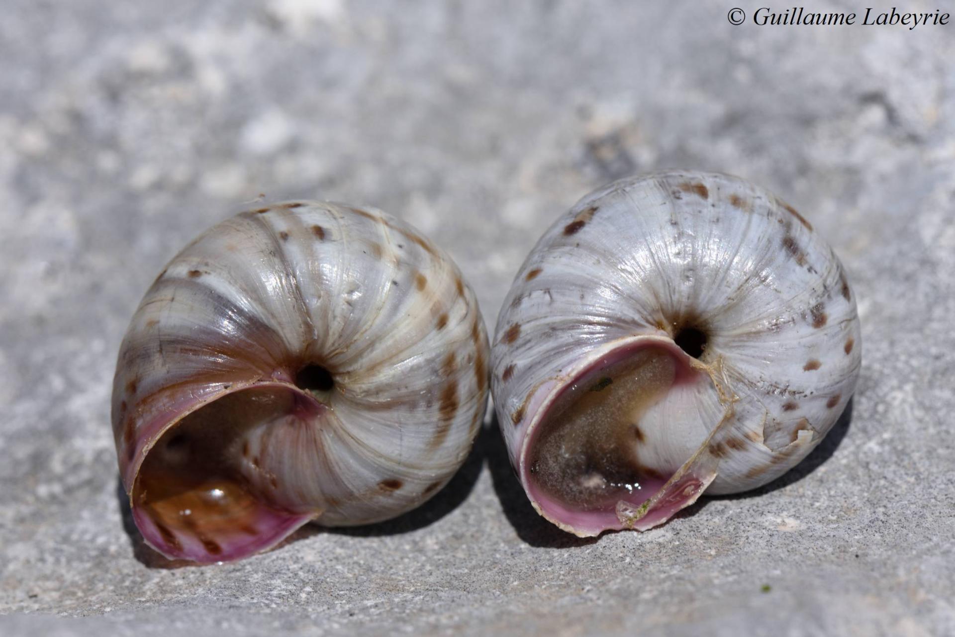 Macularia niciensis guebhard