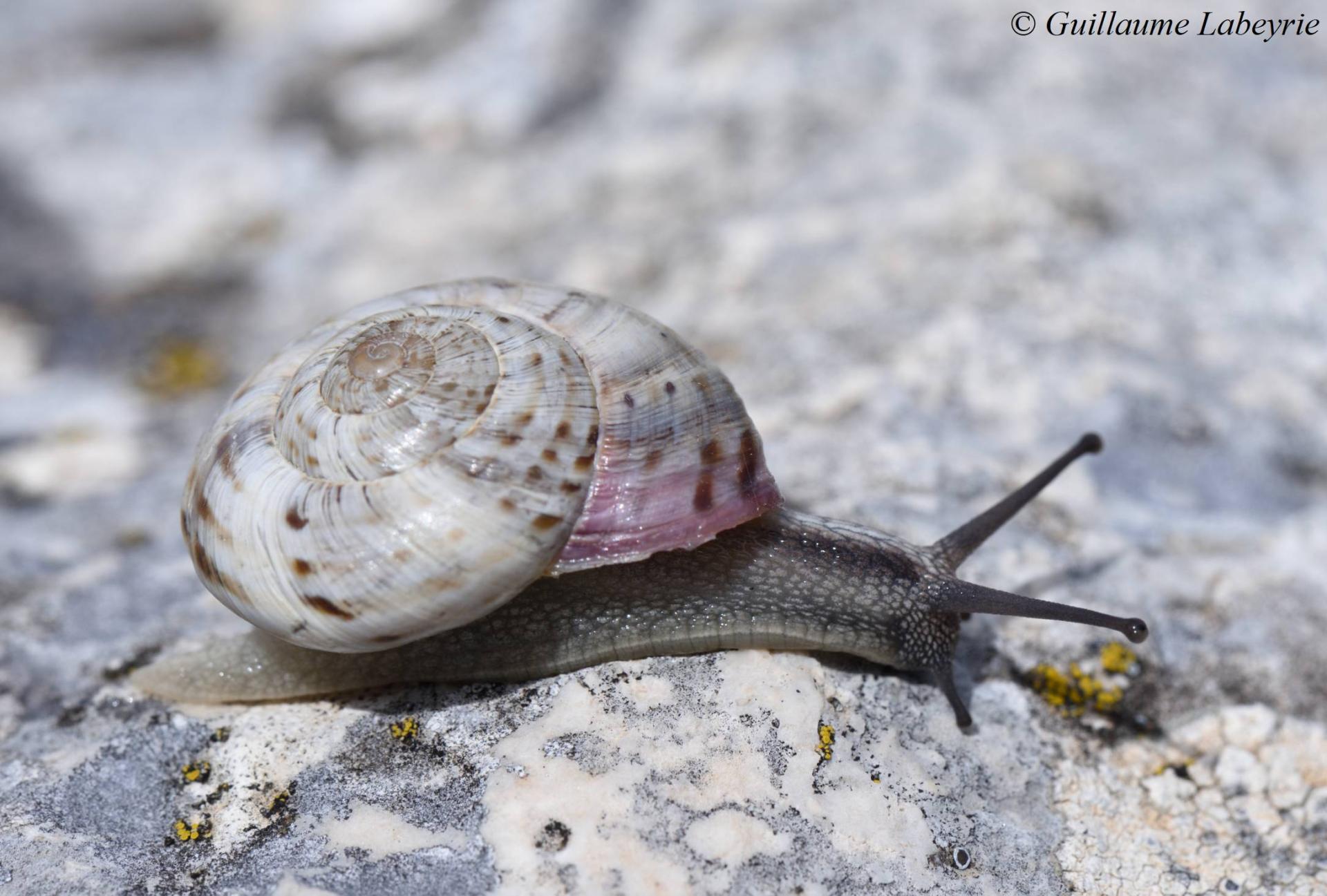 Macularia niciensis guebhardi