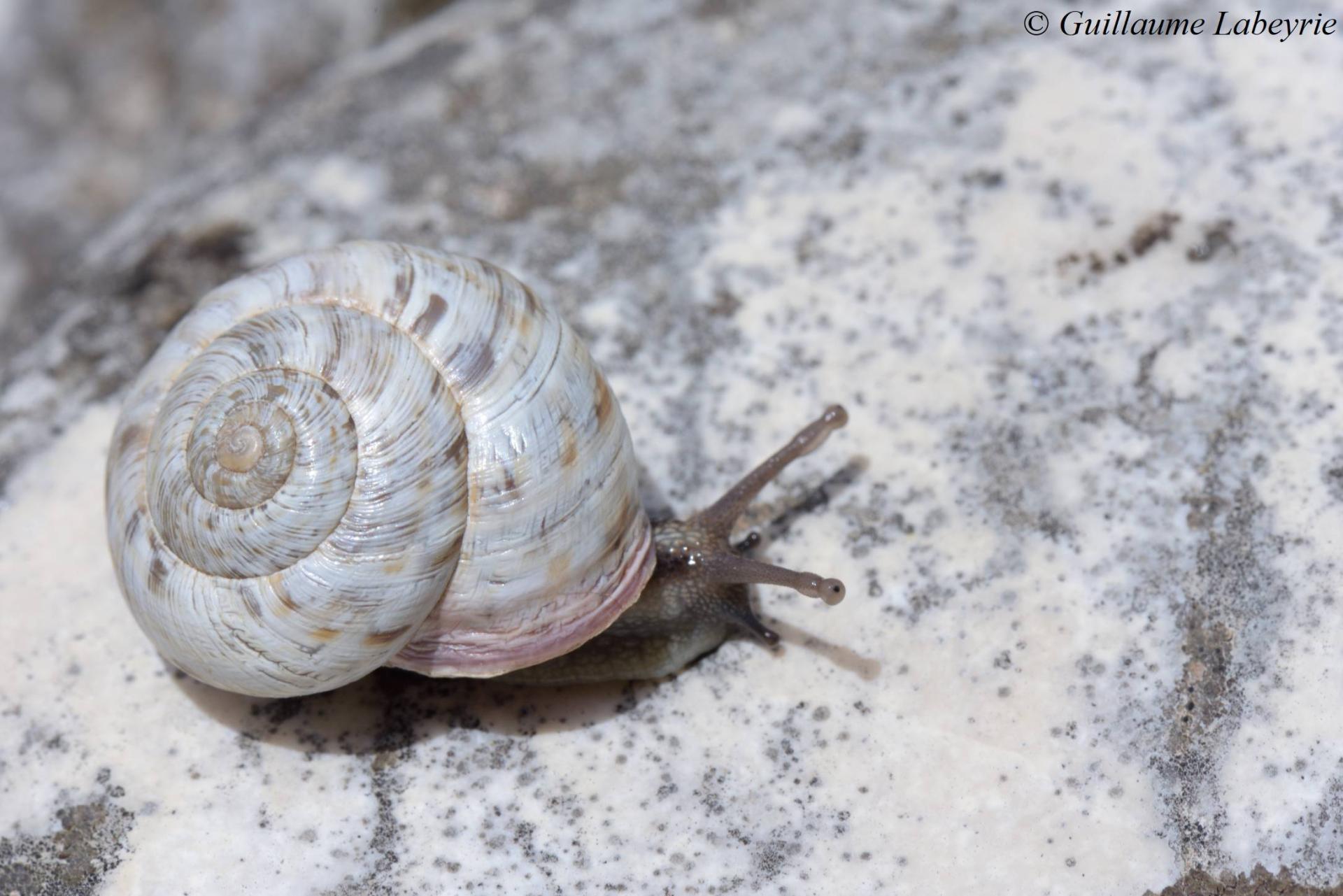 Macularia niciensis niciensis