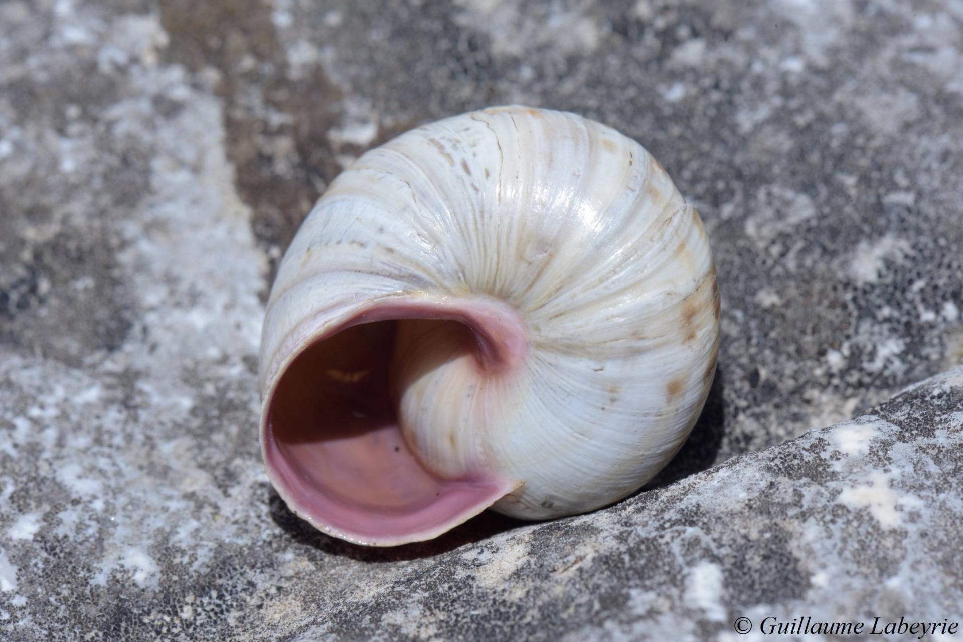 Macularia niciensis niciensis