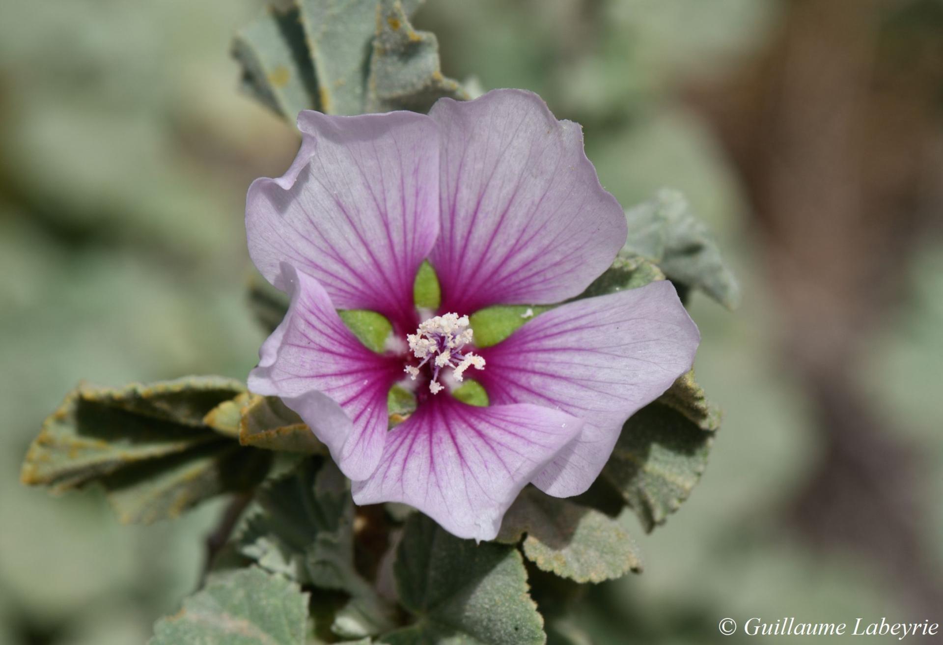 Malva subovata