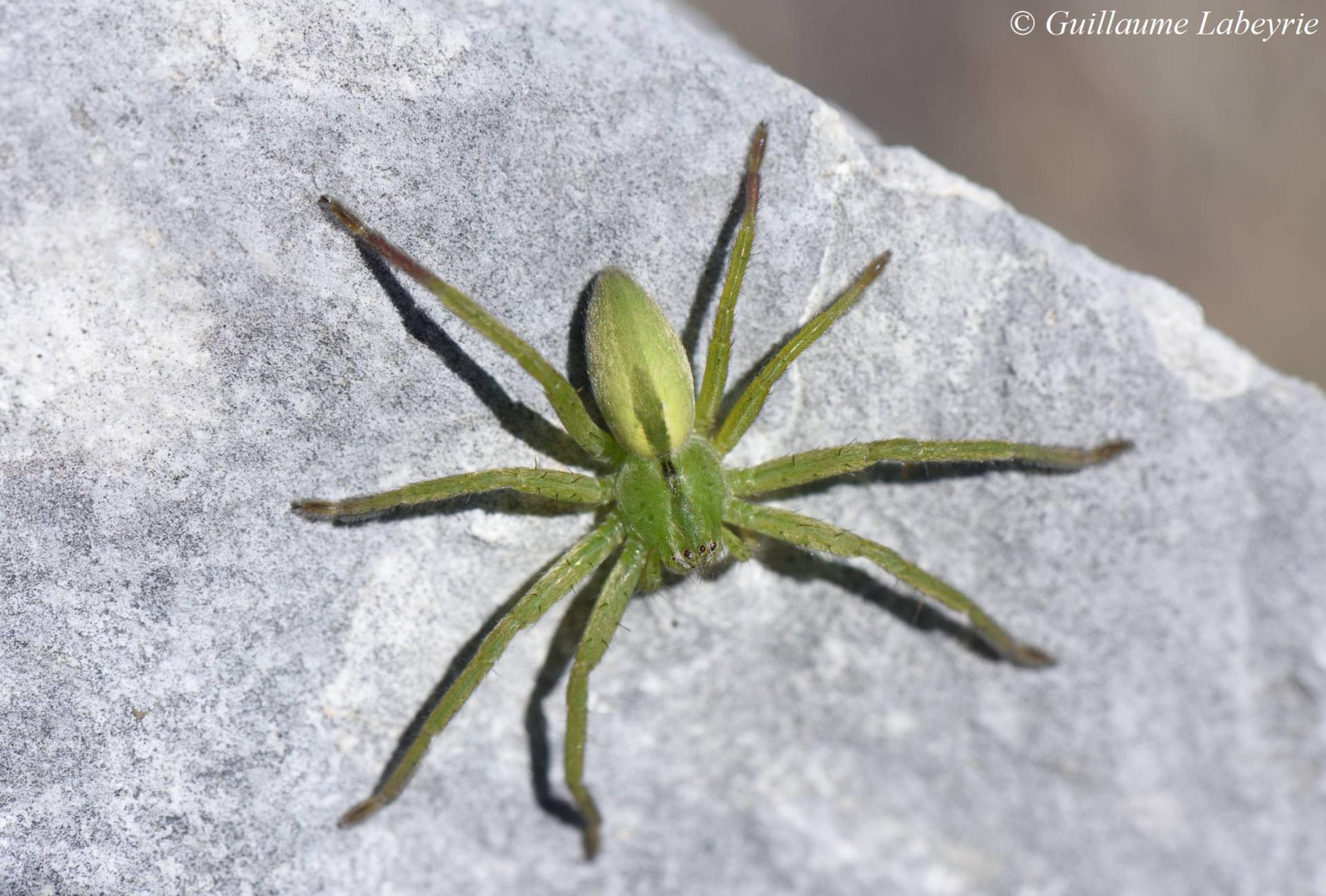 Micrommata ligurina