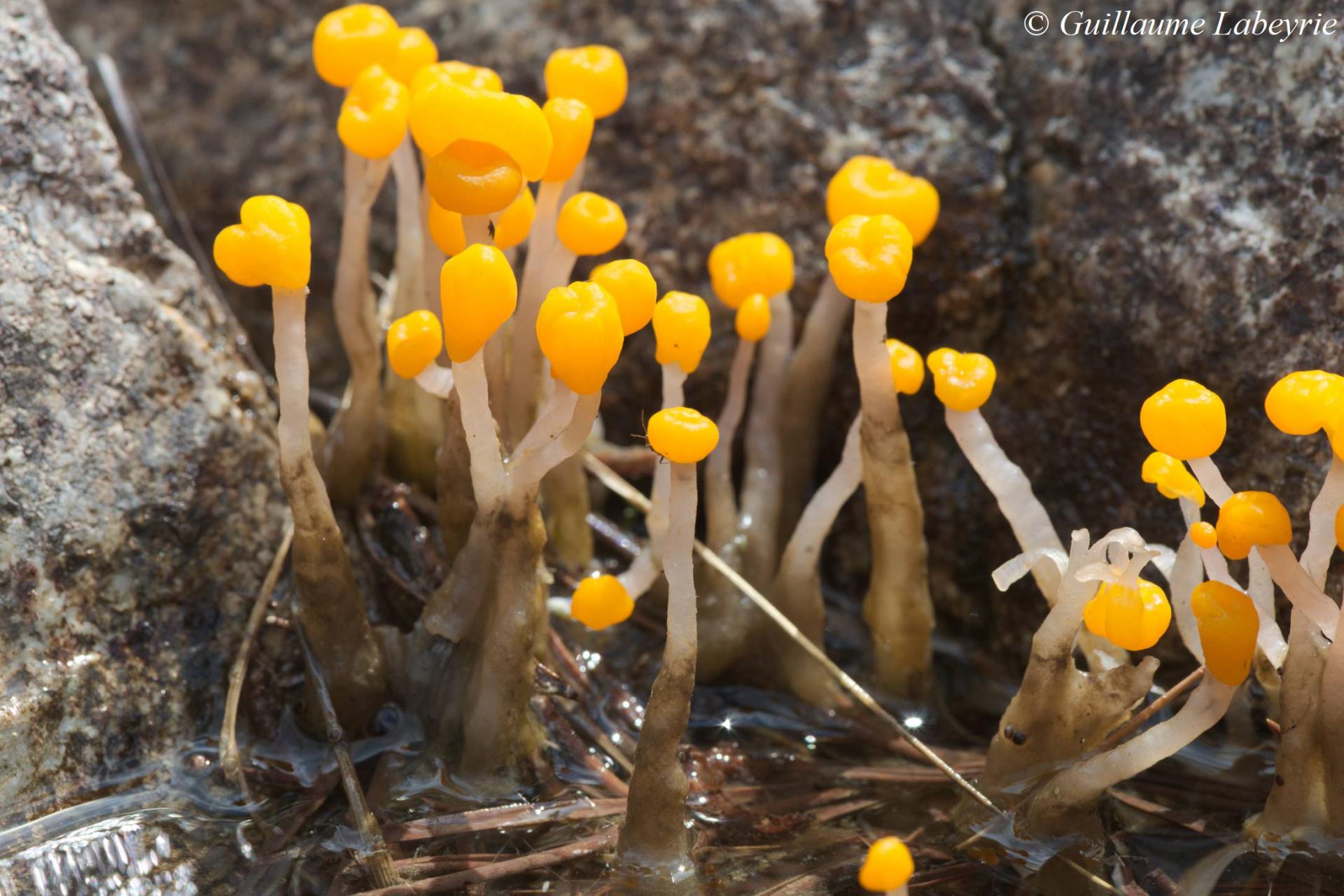 Mitrula paludosa