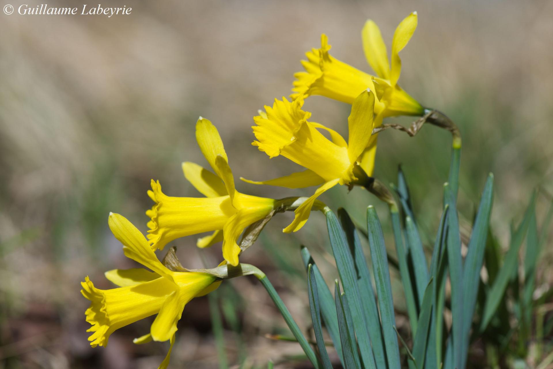 Narcissus provincialis