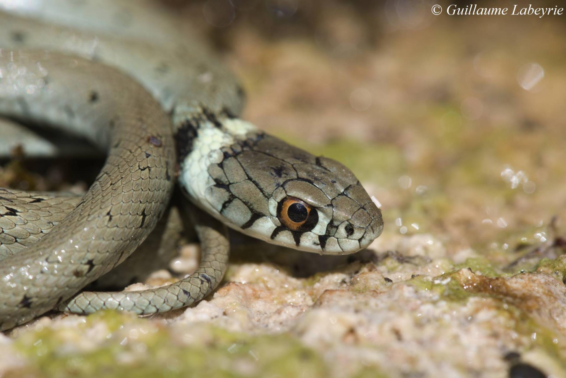 Natrix astreptophora