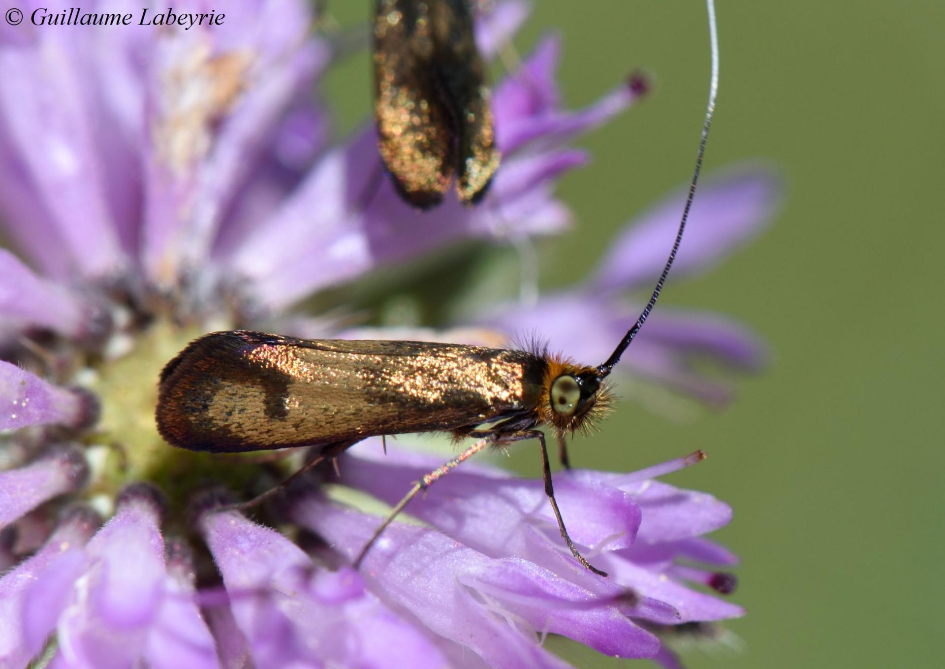 Nemophora metallica