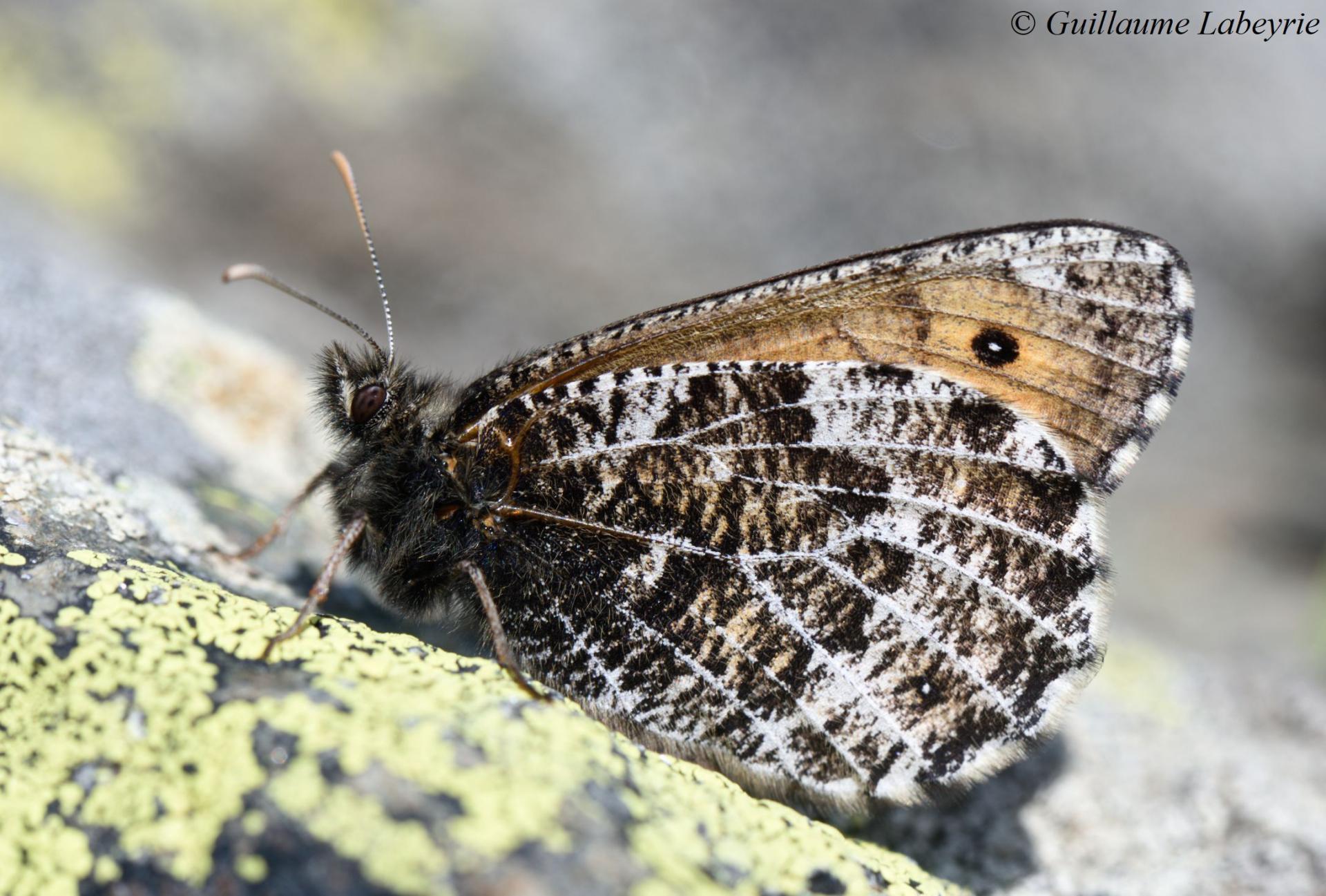 Oeneis glacialis