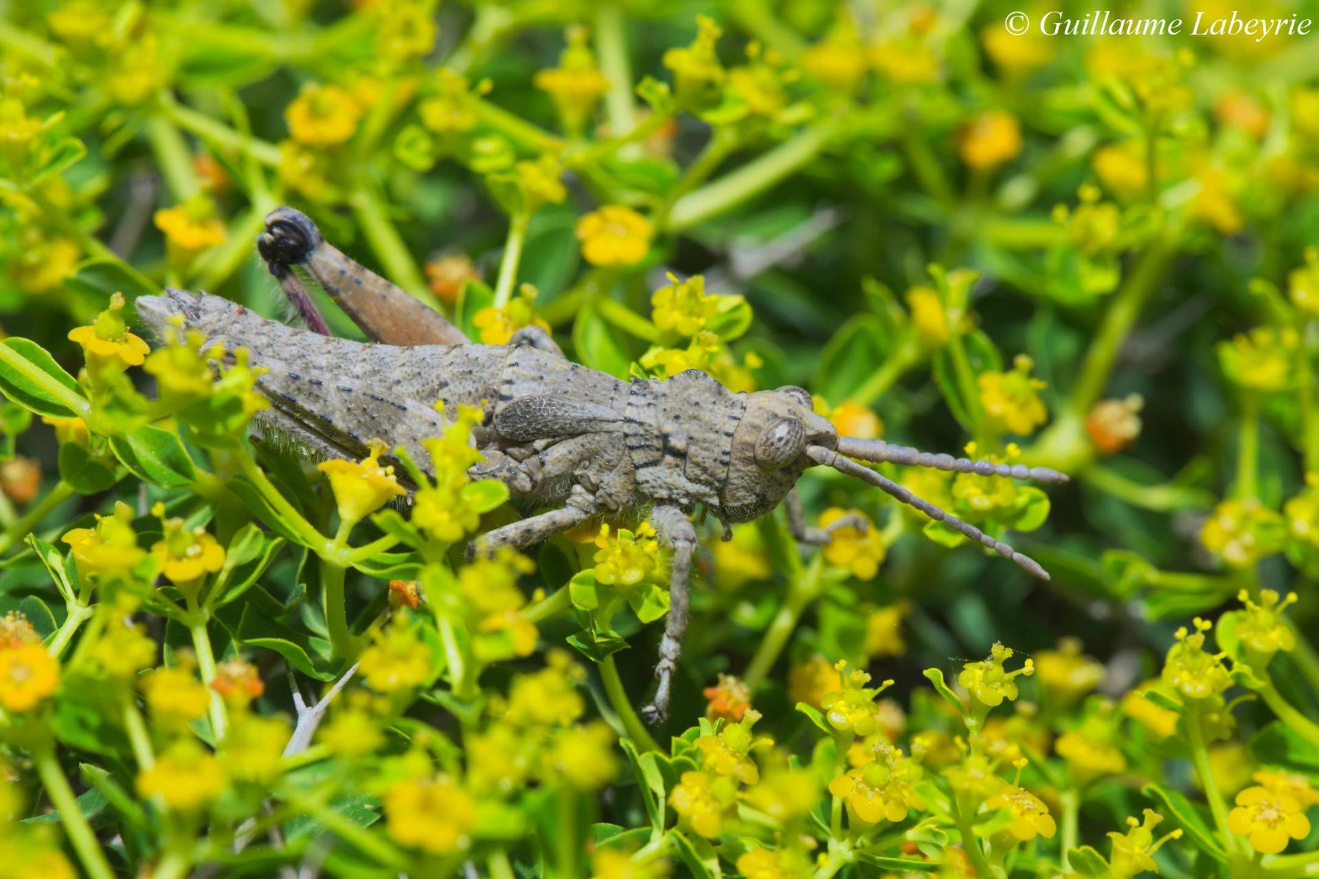 Orchamus raulinii