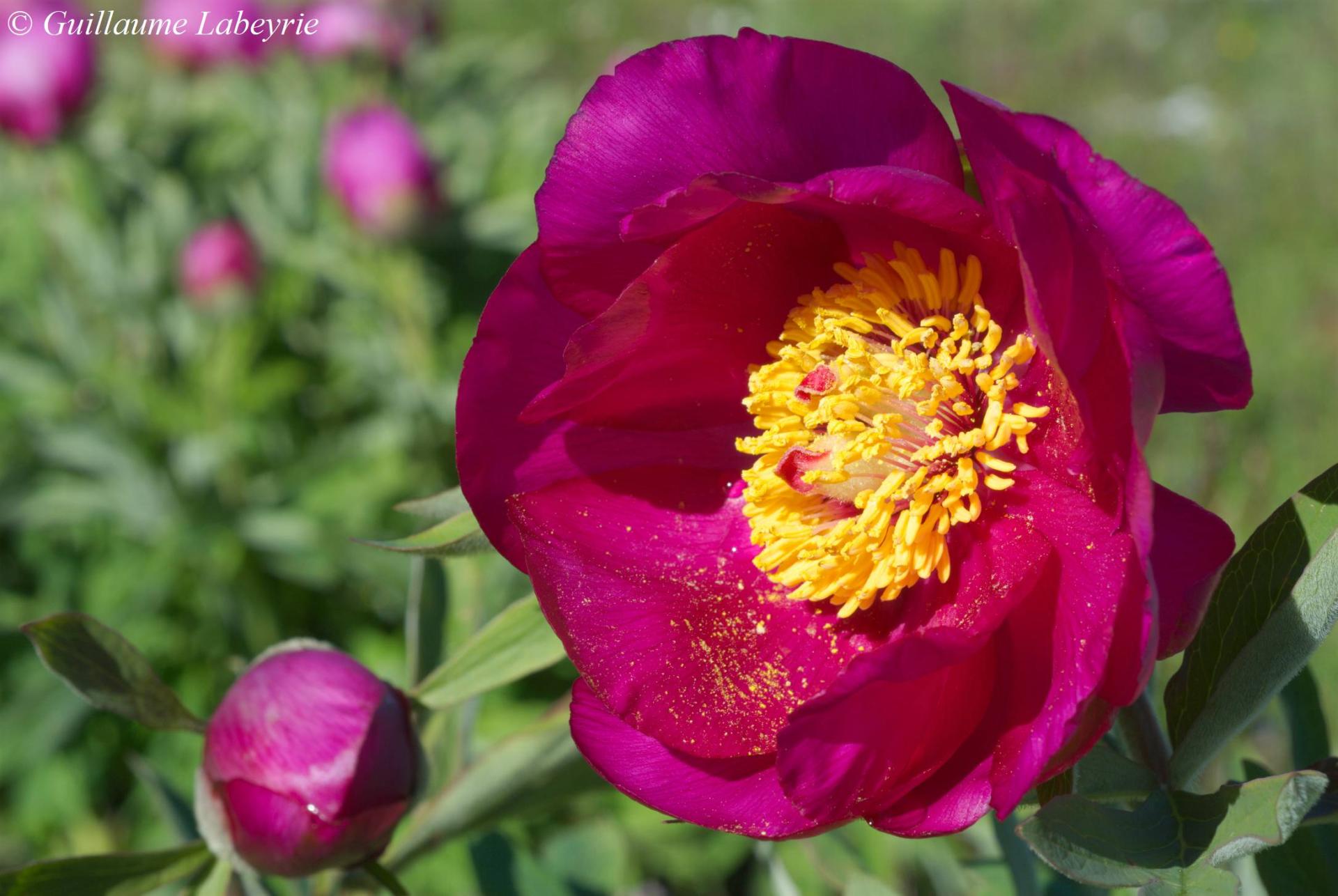 Paeonia officinalis huthii