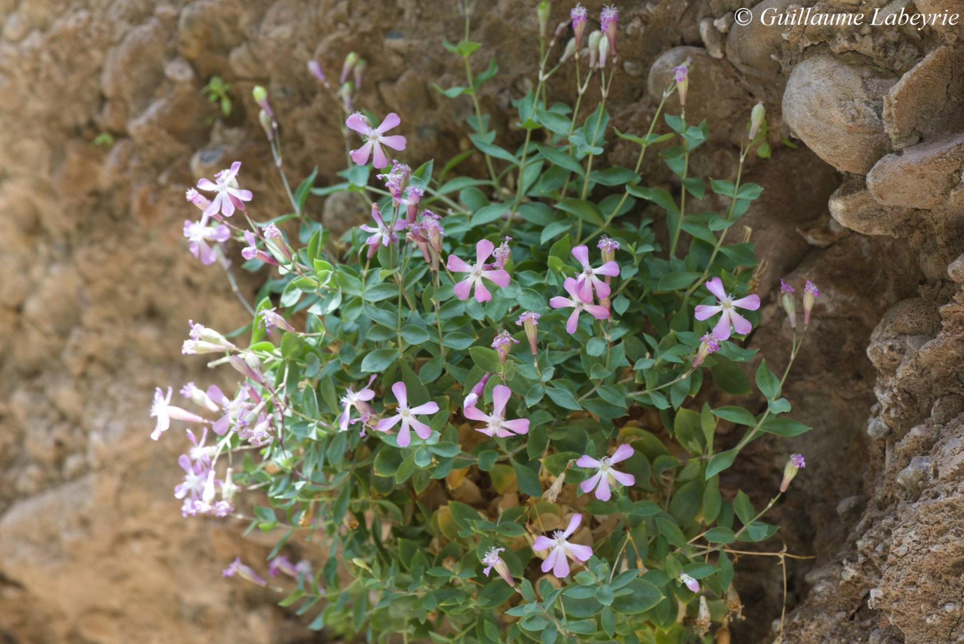 Petrocoptis guarensis