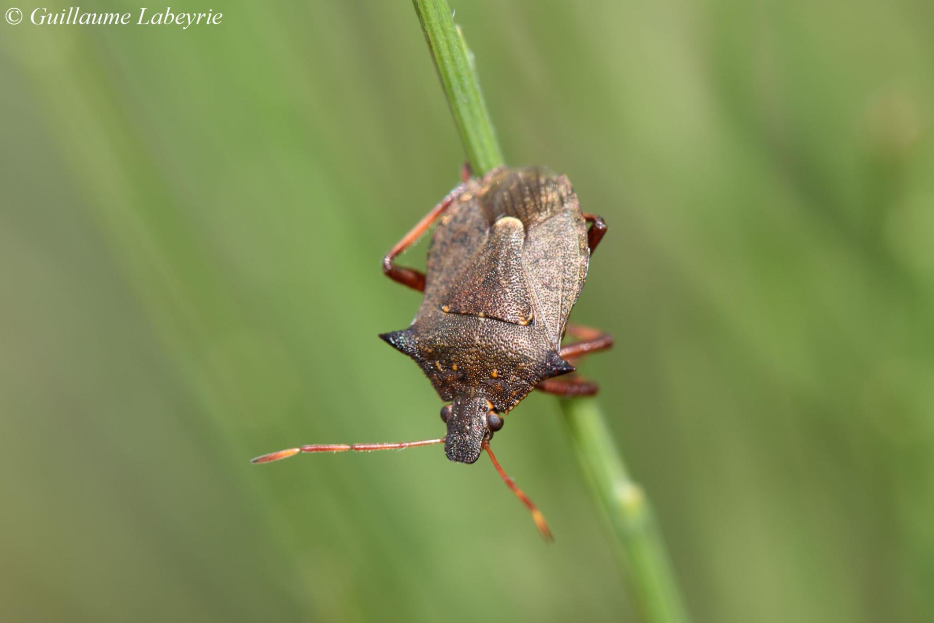 Picromerus bidens