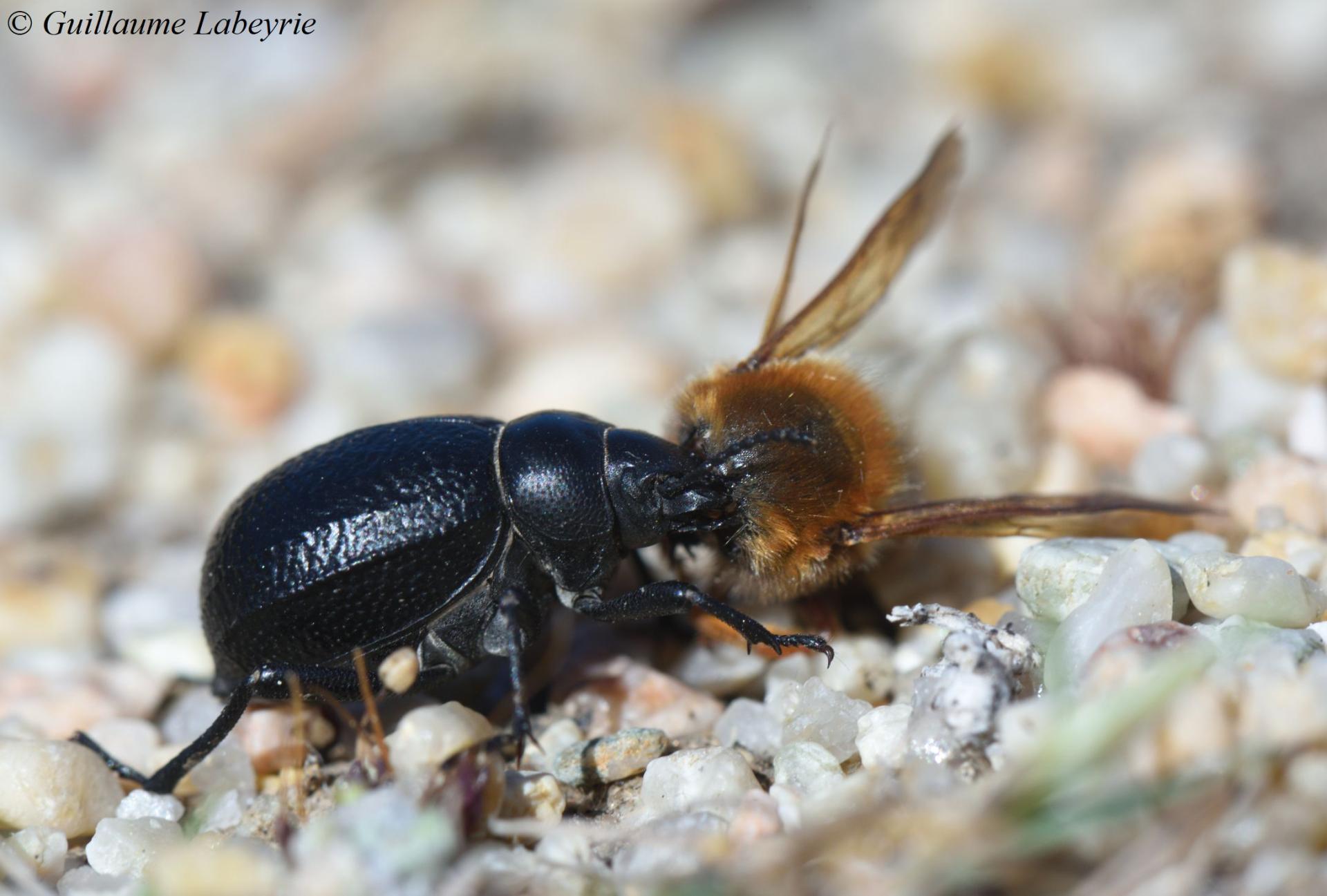 Pimelia payraudi