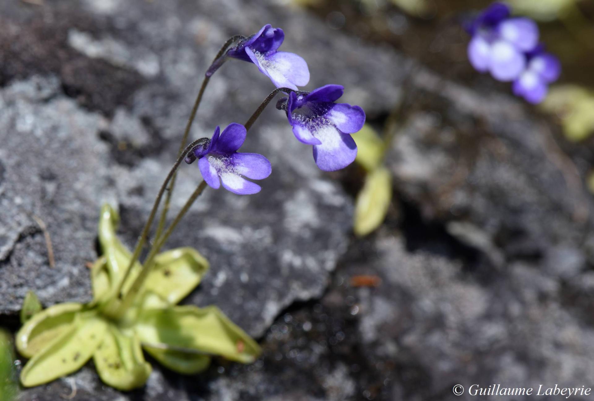 Pinguicula leptoceras