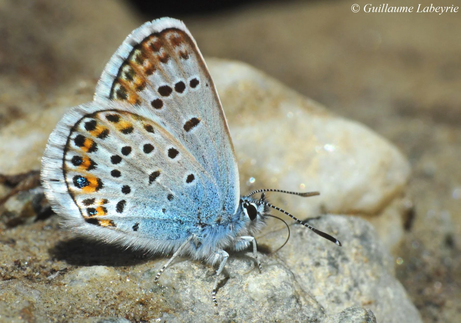 Plebejus argus