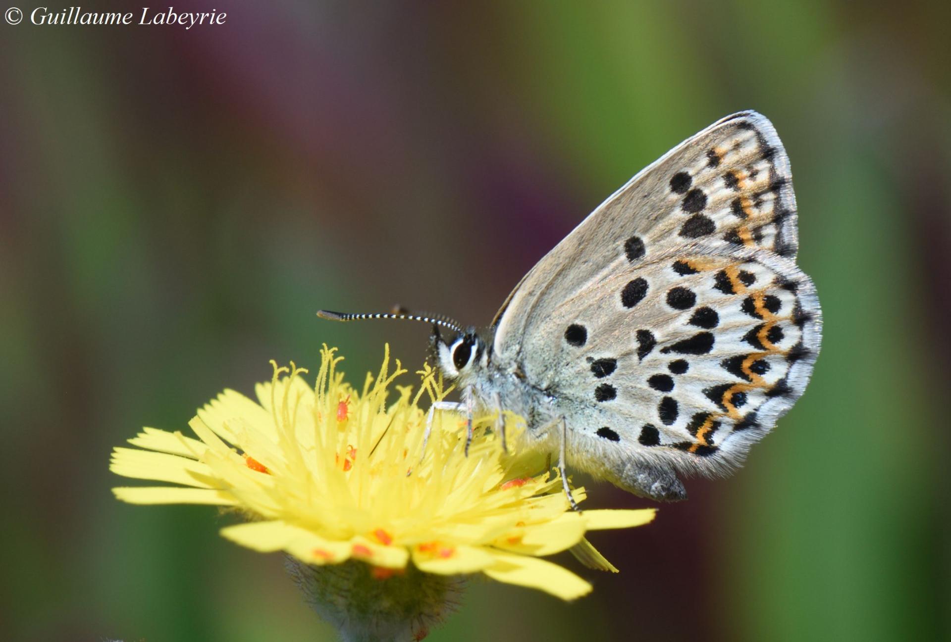 Plebejus bellieri