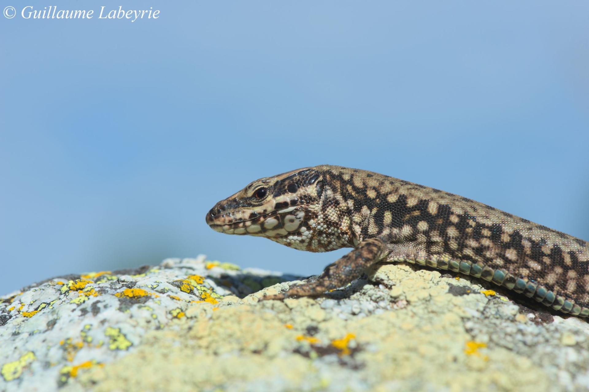 Podarcis muralis