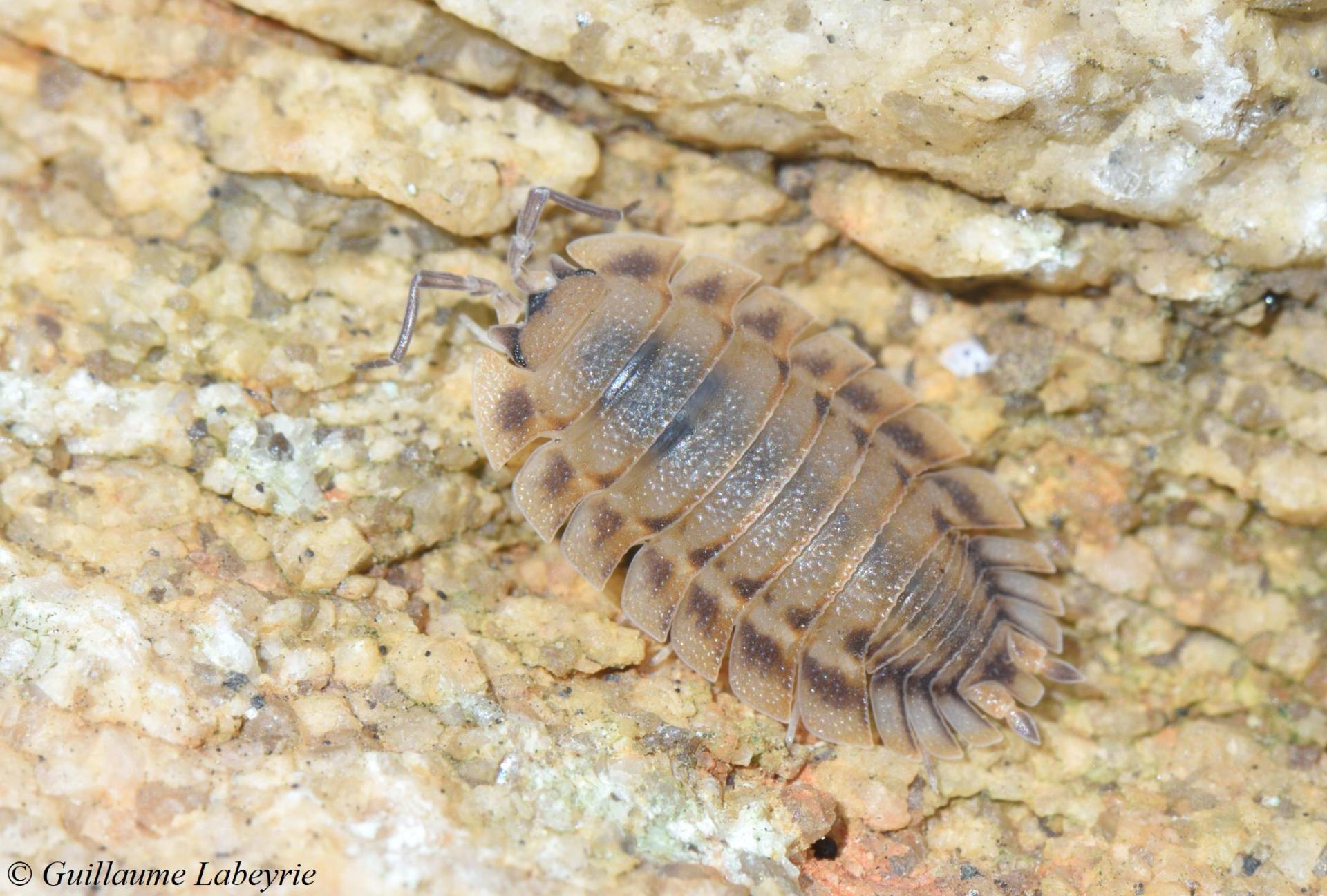 Porcellio spatulatus