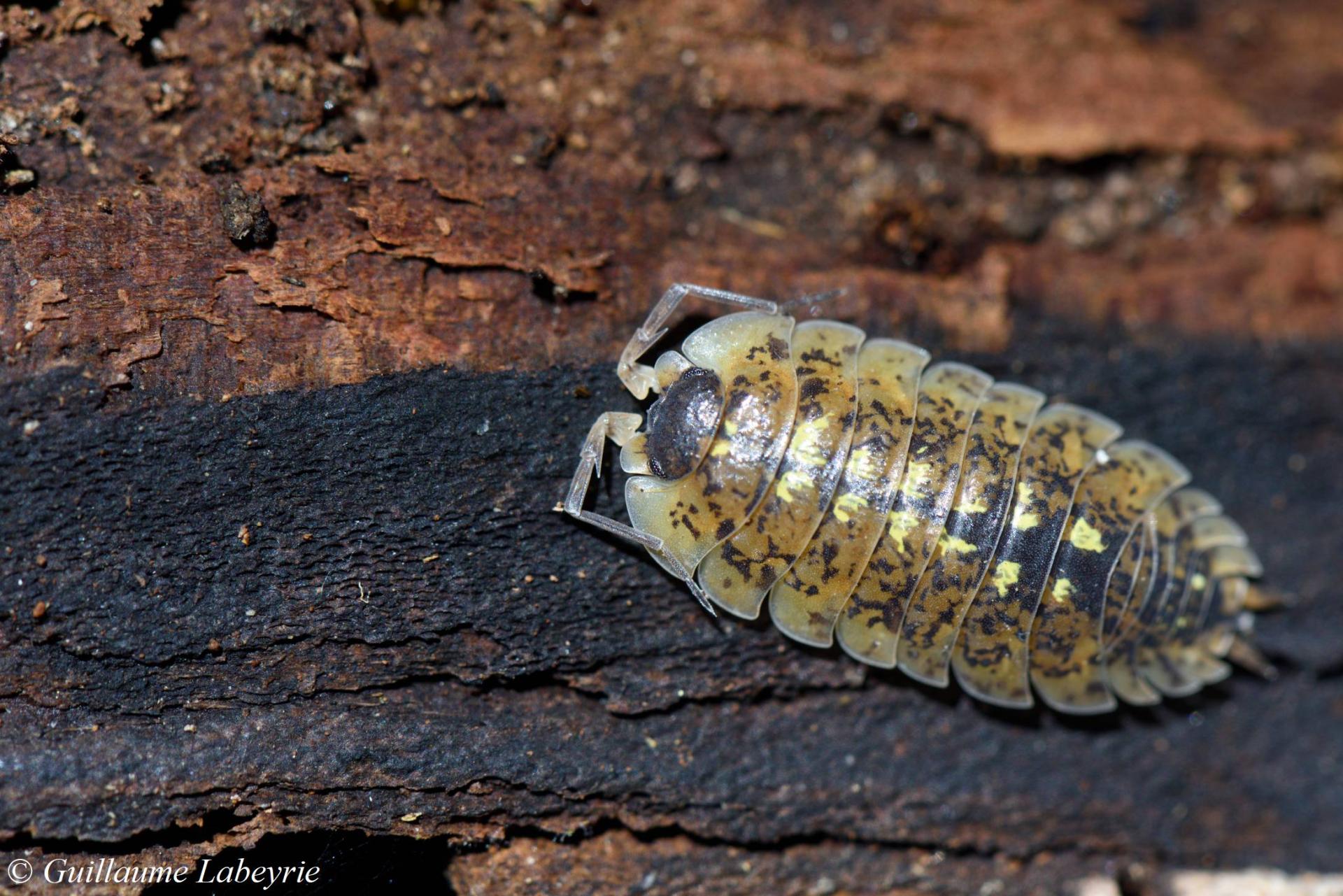 Porcellio spinipennis