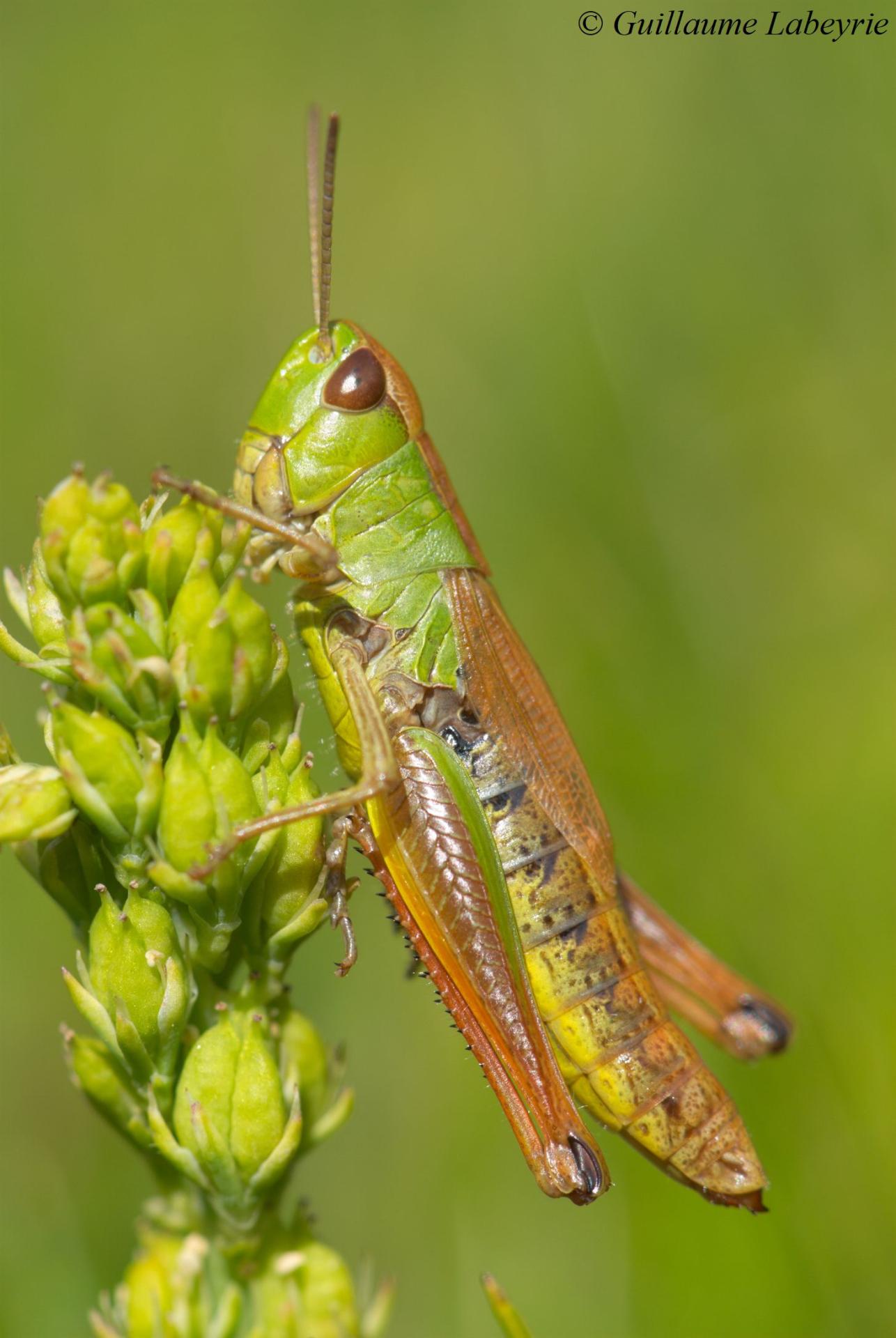 Pseudochorthippus parallelus