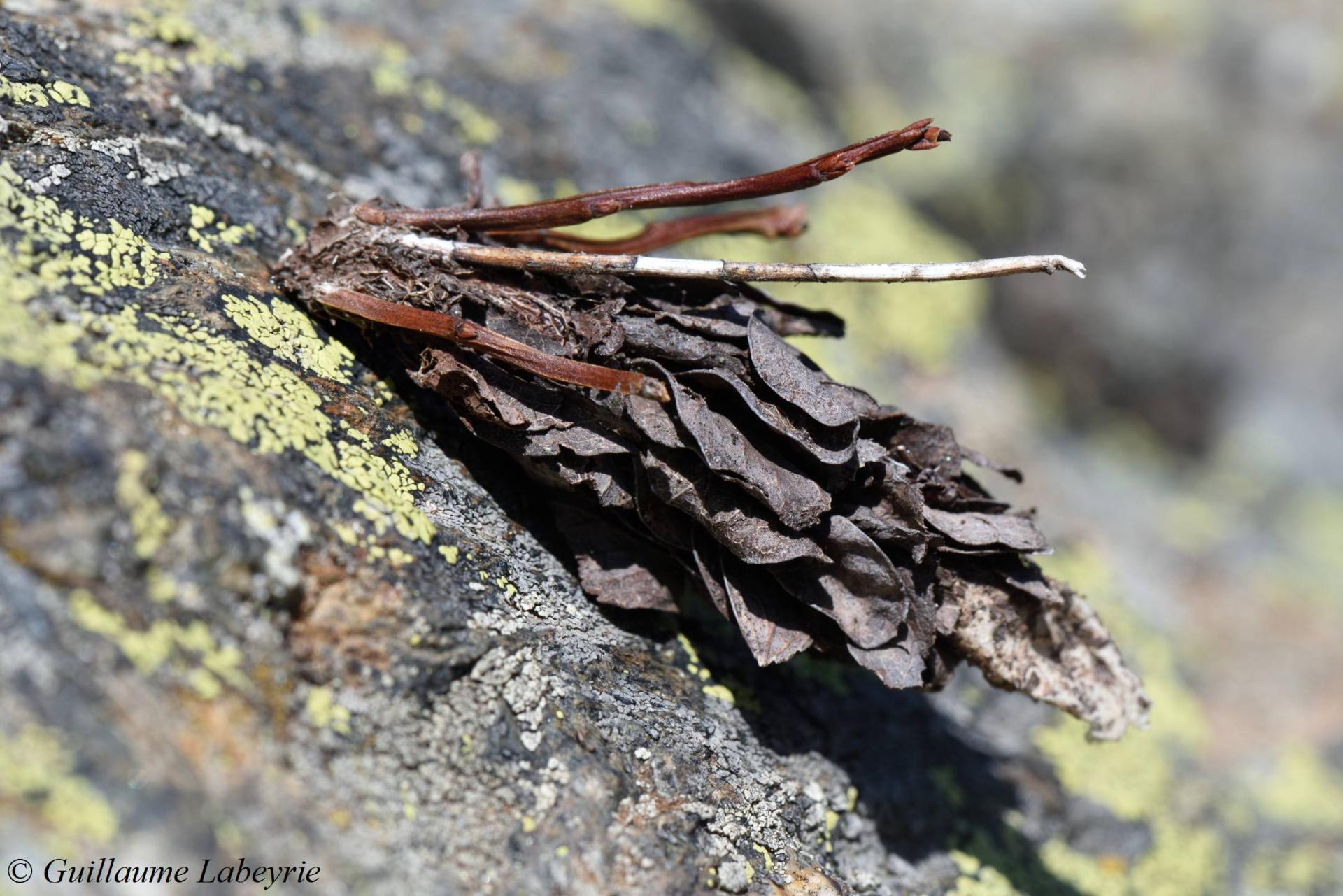 Psychidae sp.