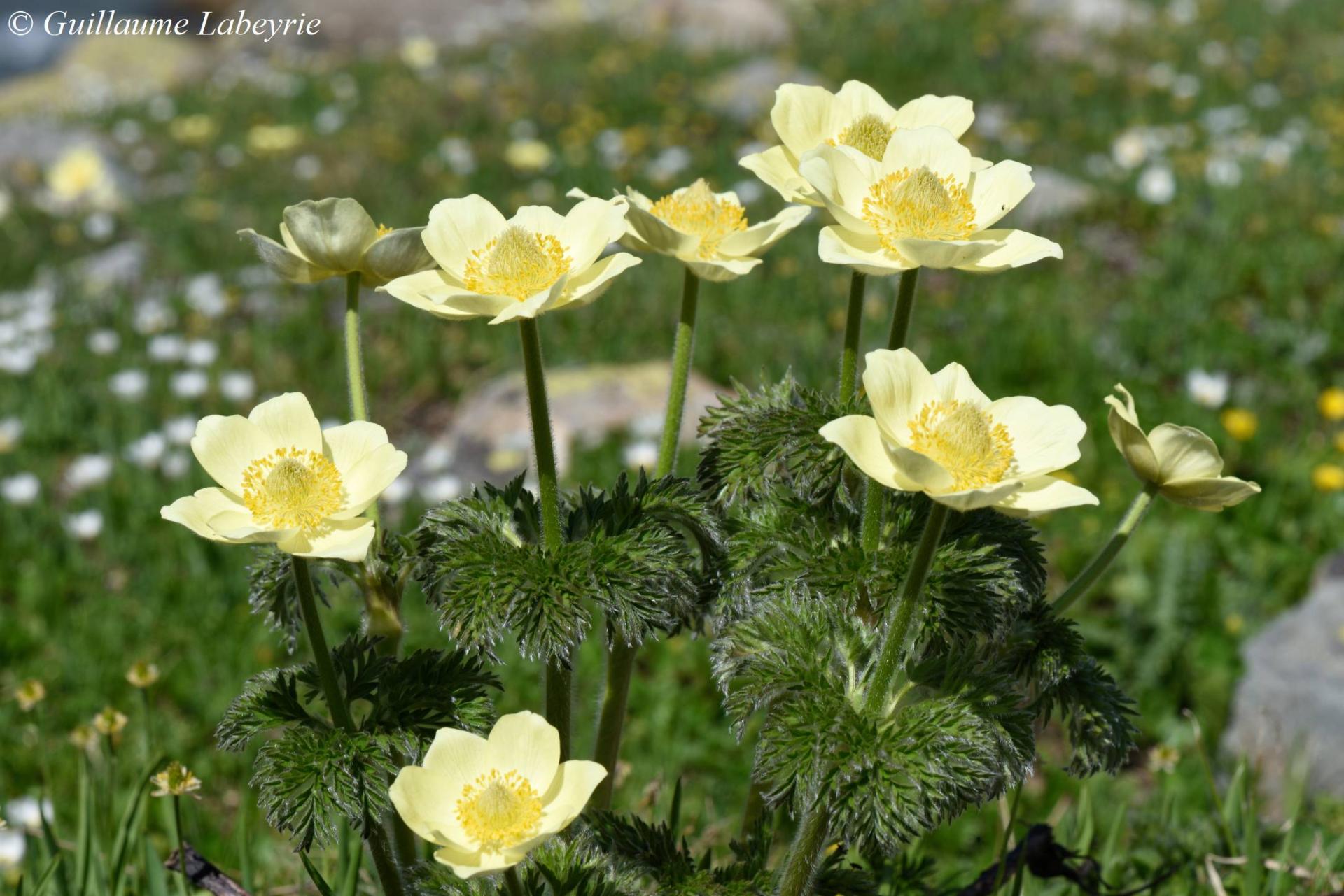 Pulsatilla alpina apiifolia