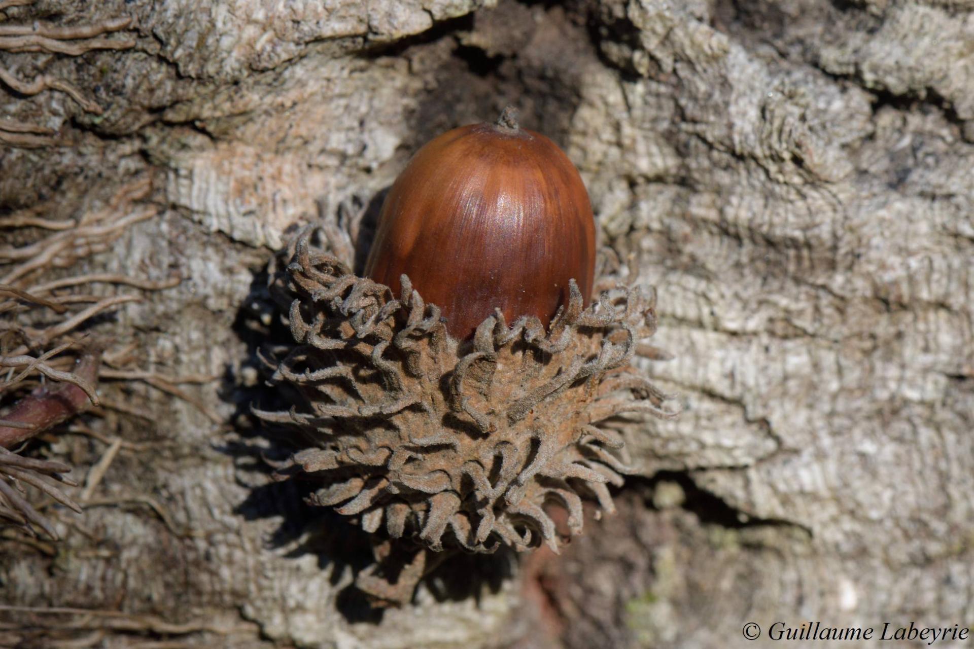 Quercus crenata