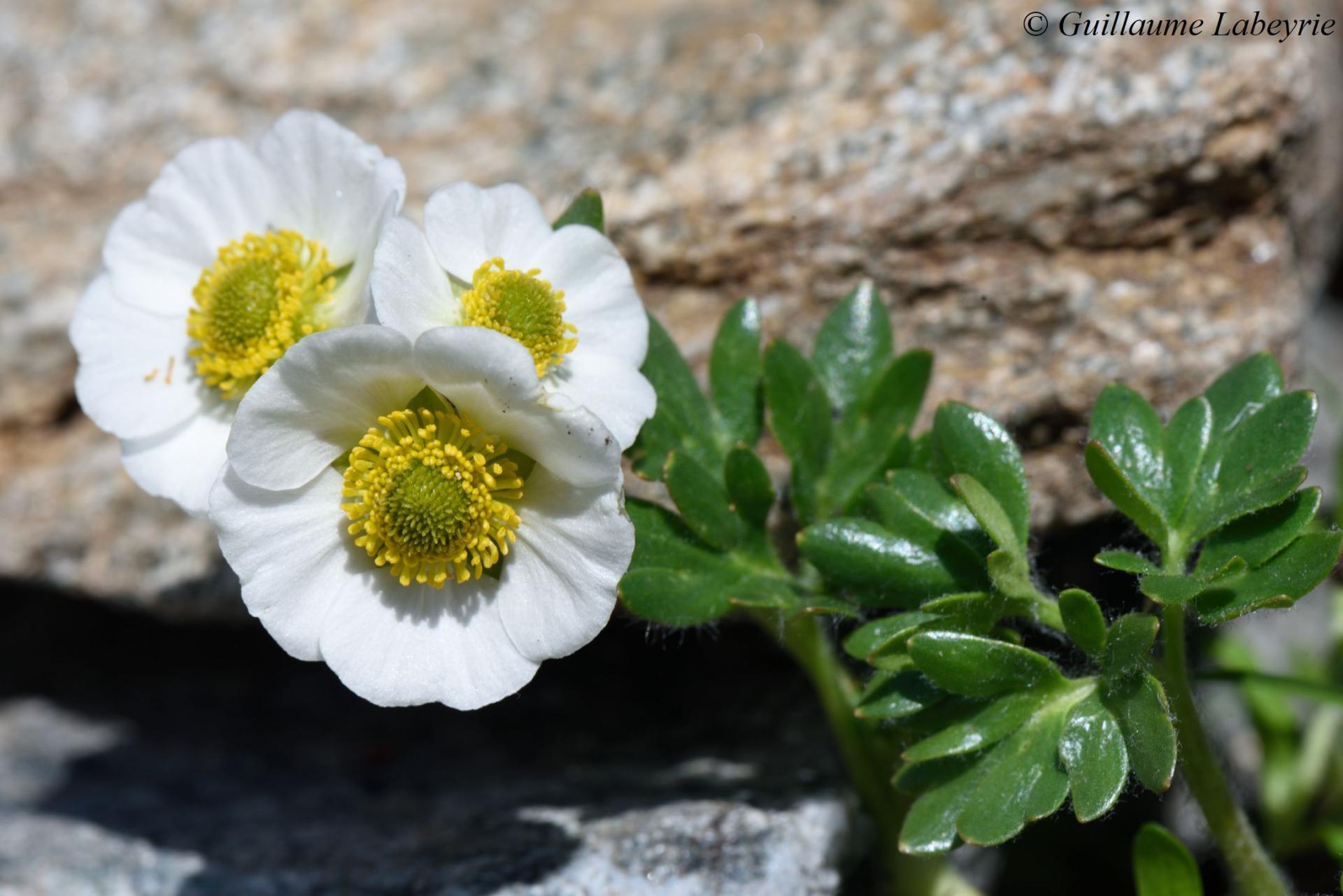 Ranunculus glacialis